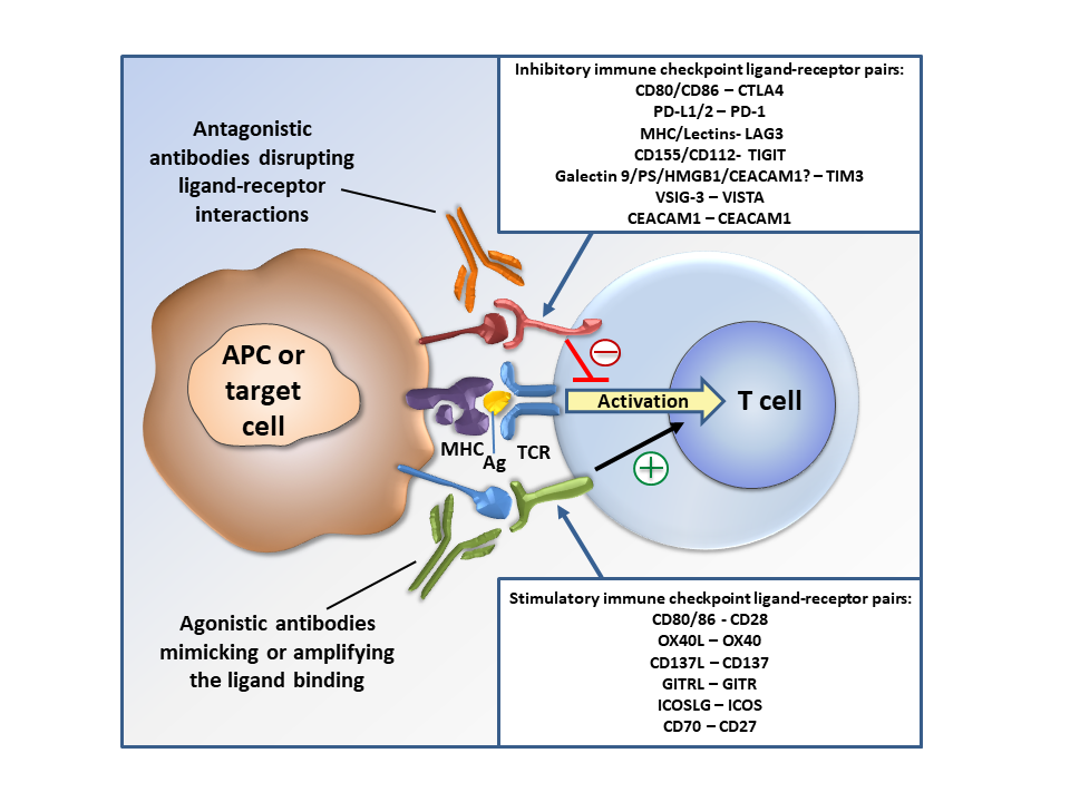 Cancers Free FullText Targeting Negative and Positive Immune