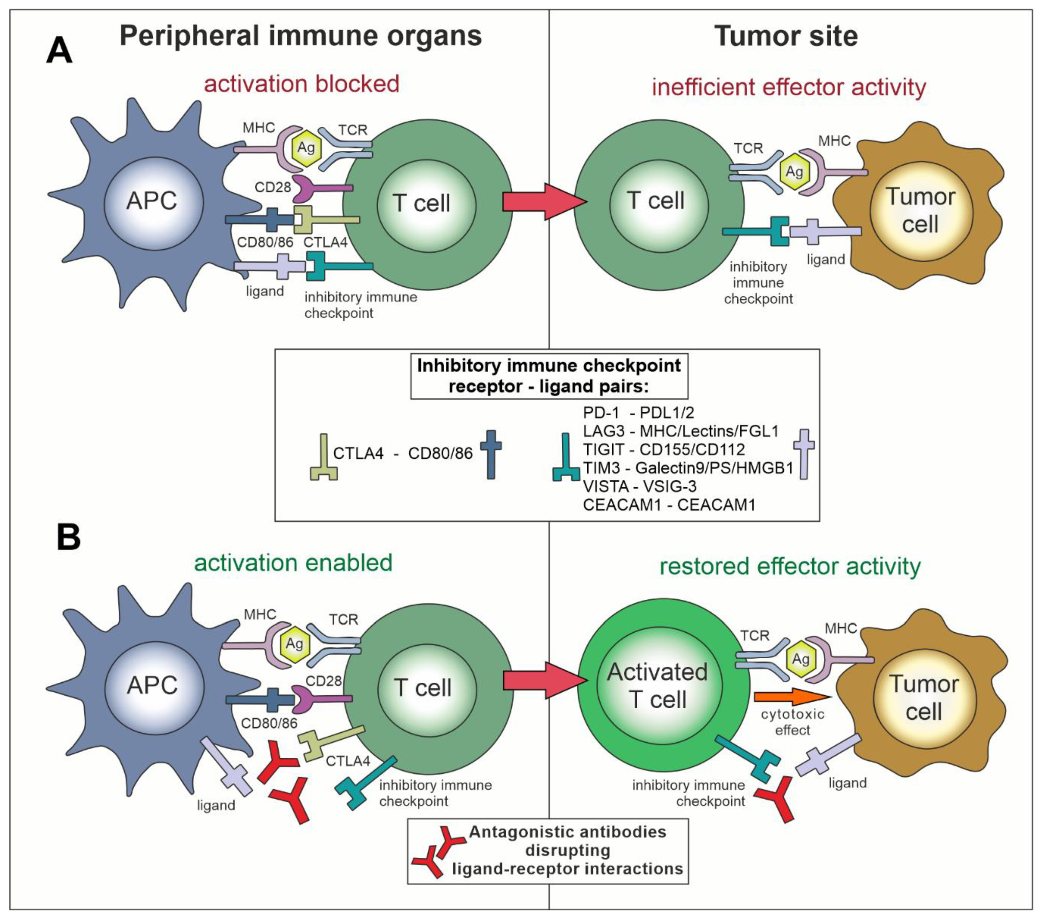 Cancers 11 01756 g001