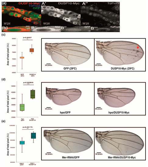 DUSP10 Is a Regulator of YAP1 Activity Promoting Cell