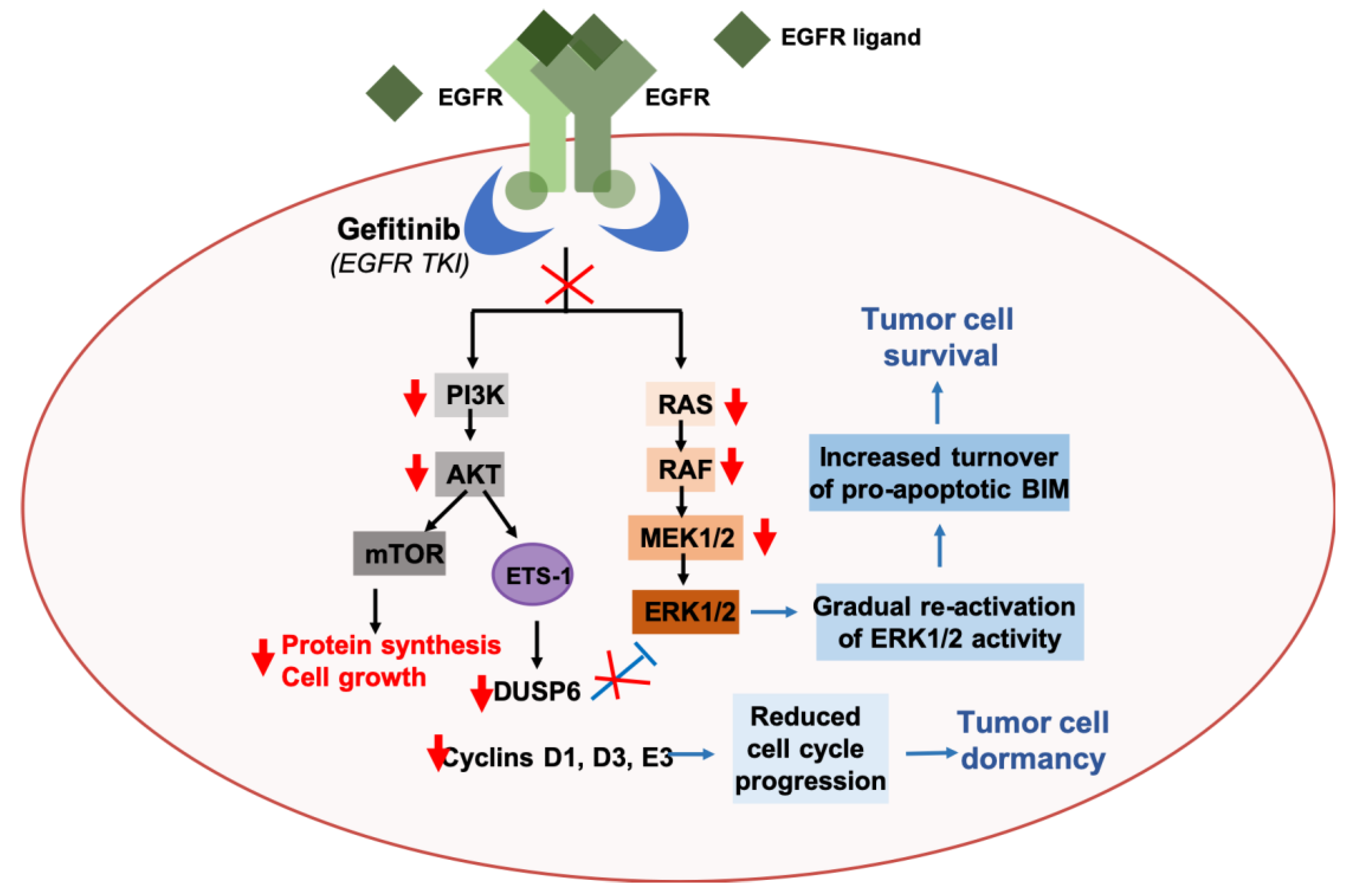 CRISPR/Cas9-mediated inactivation of miR-34a and miR-34b/c in HCT116  colorectal cancer cells: comprehensive characterization after exposure to  5-FU reveals EMT and autophagy as key processes regulated by miR-34