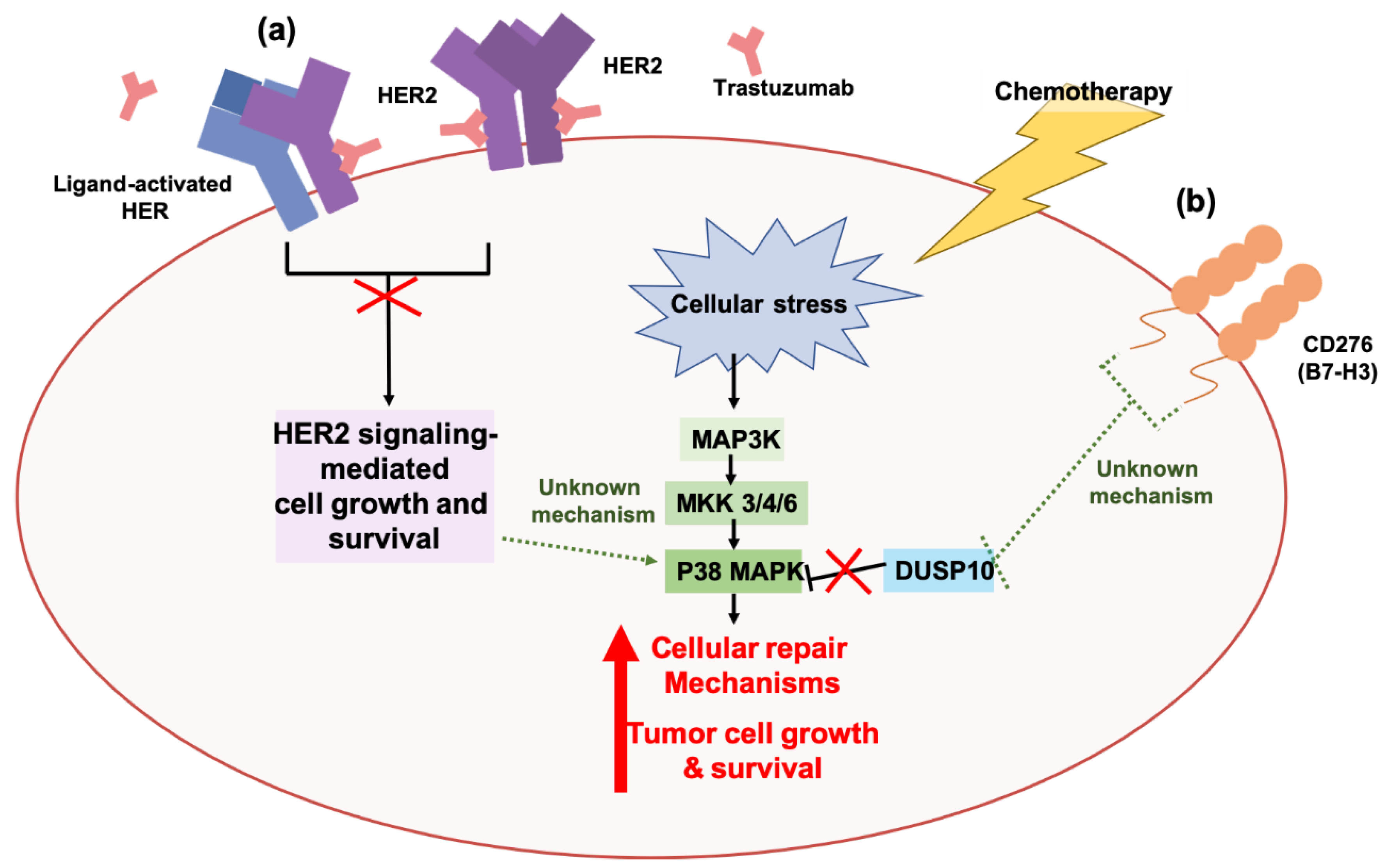 Cancers | Free Full-Text | Molecular Mechanisms Underlying 
