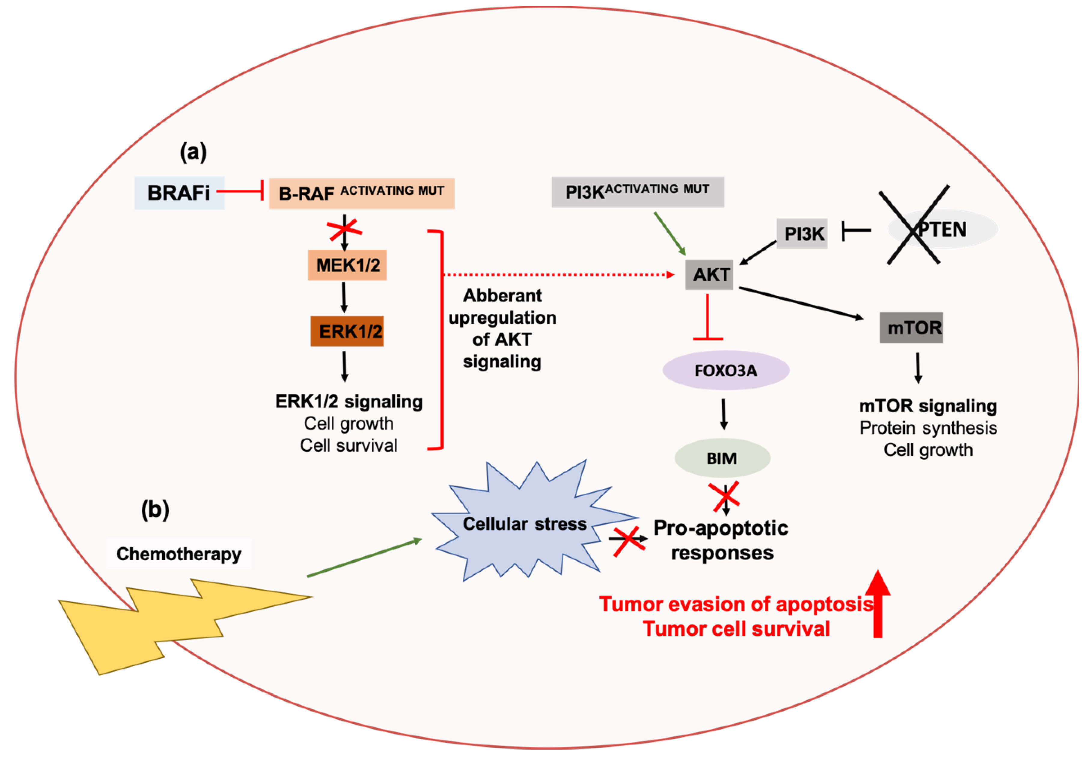 Molecular Mechanisms Underlying Autophagy-Mediated Treatment