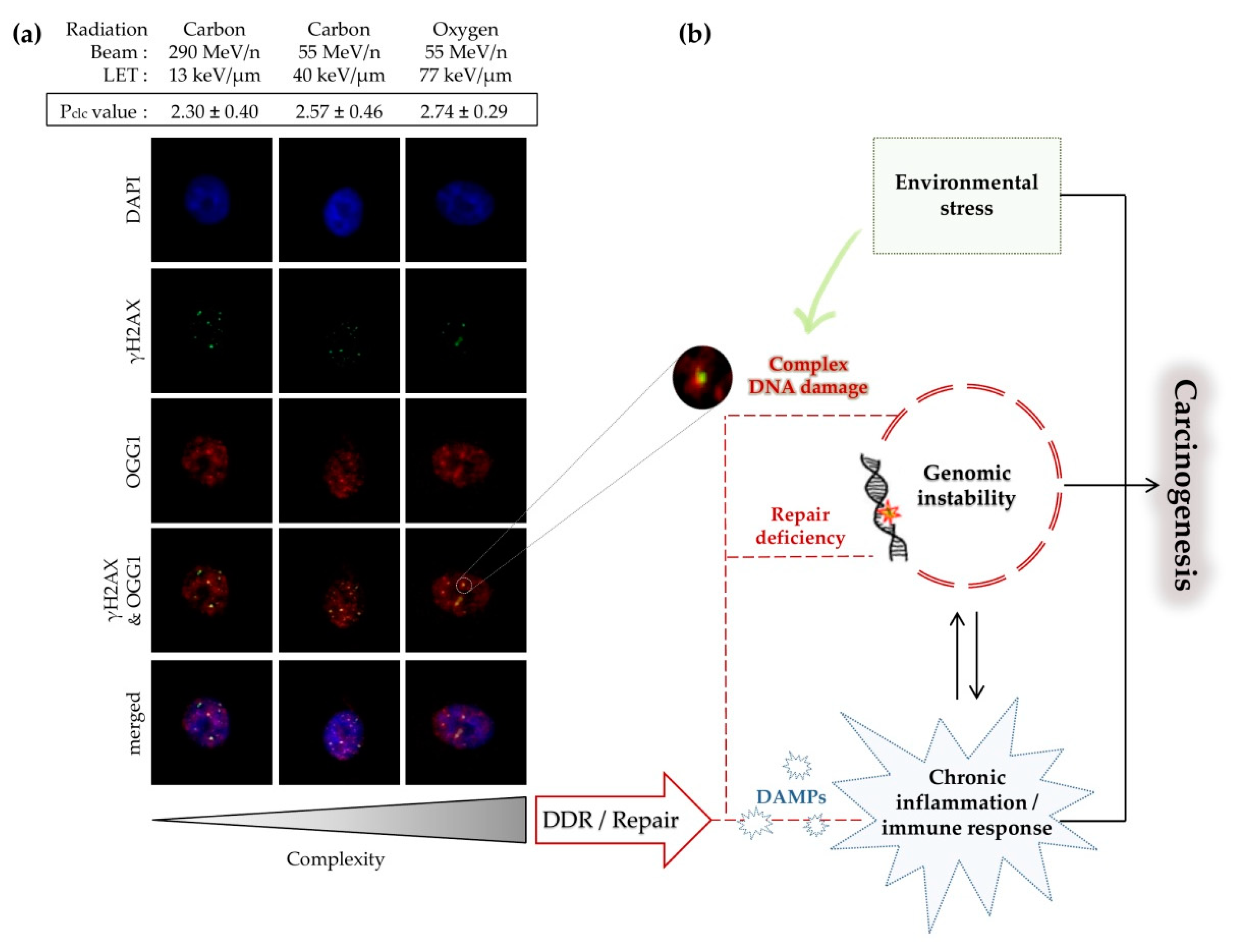 Cancers 11 01789 g002 Cancers 11 01789 g002