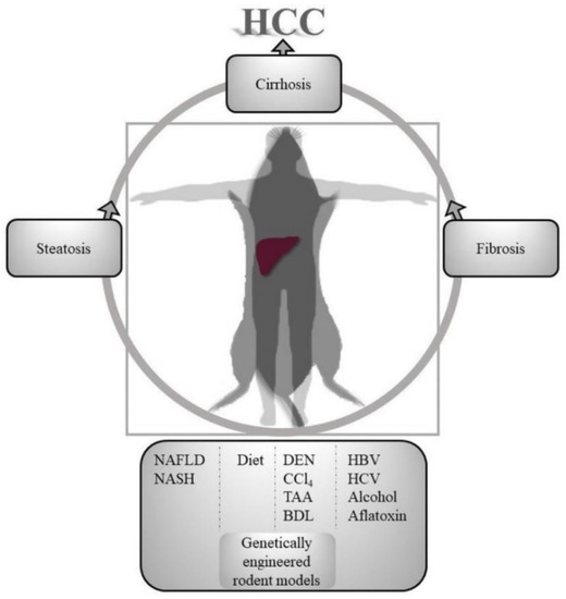 Cancers Free Full Text Animal Models Of Hepatocellular Carcinoma Prevention Html