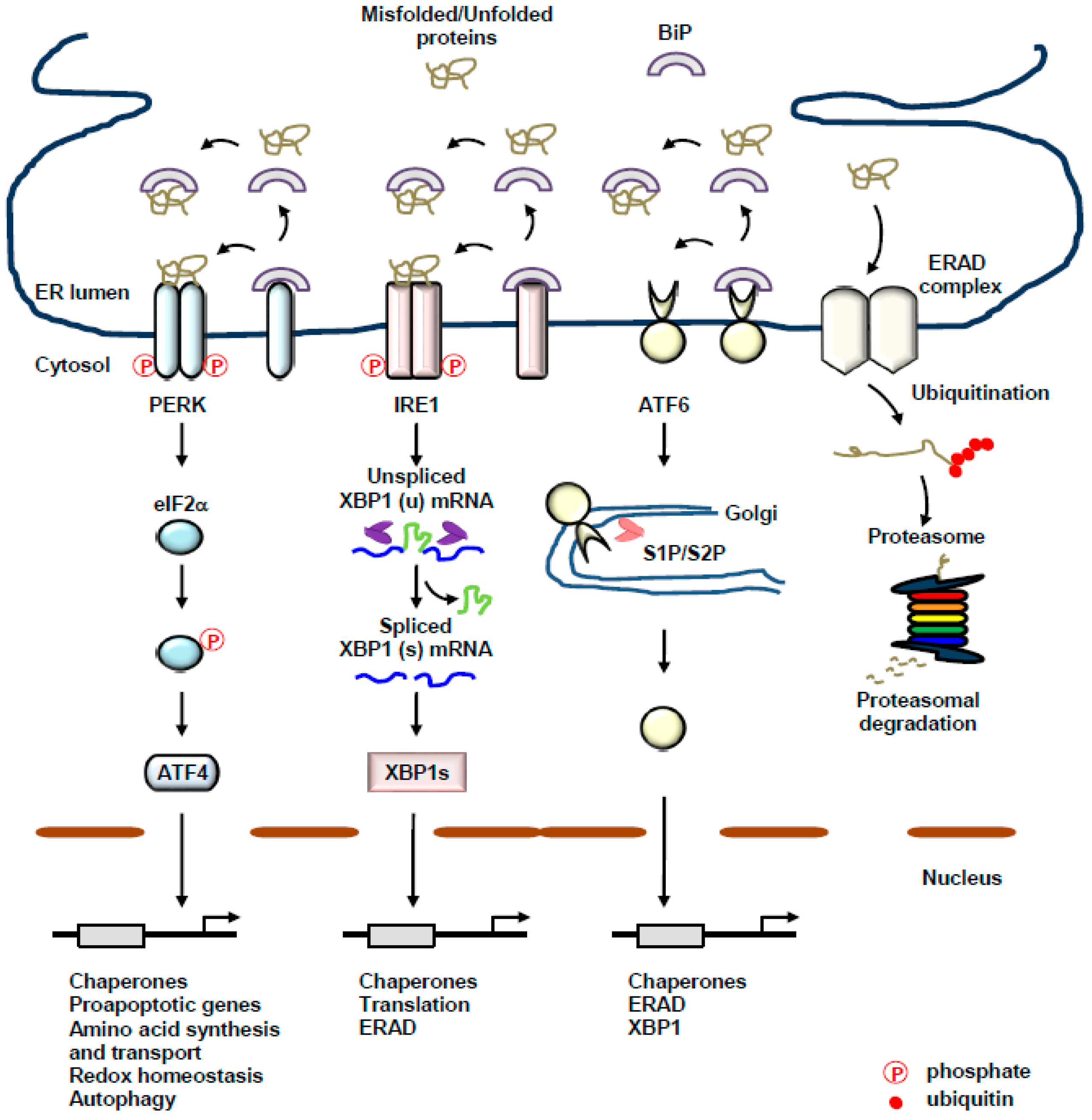 Mantle Conceit Alleged Cancers | Free Full-Text | Proteostasis in the Endoplasmic Reticulum: Road to Cure | HTML Mantle Conceit Alleged Cancers | Free Full-Text | Proteostasis in the Endoplasmic Reticulum: Road to Cure | HTML