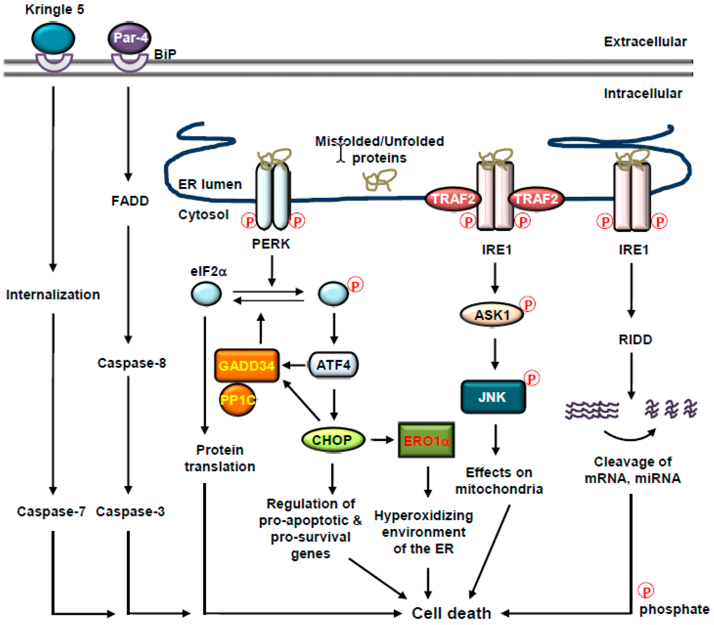 Mantle Conceit Alleged Cancers | Free Full-Text | Proteostasis in the Endoplasmic Reticulum: Road to Cure | HTML Mantle Conceit Alleged Cancers | Free Full-Text | Proteostasis in the Endoplasmic Reticulum: Road to Cure | HTML