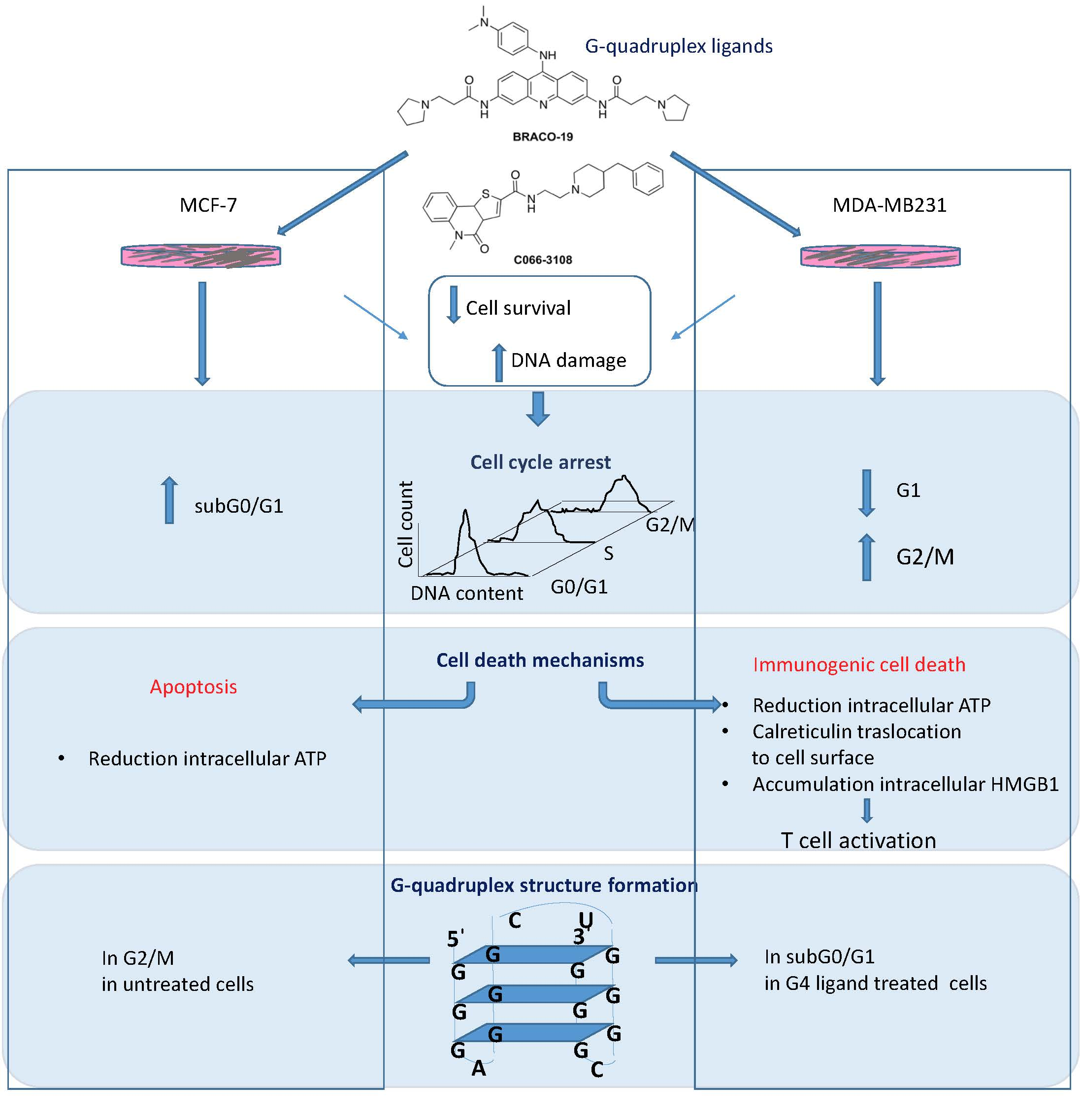 Cancers Free FullText GQuadruplex Binders Induce Immunogenic Cell