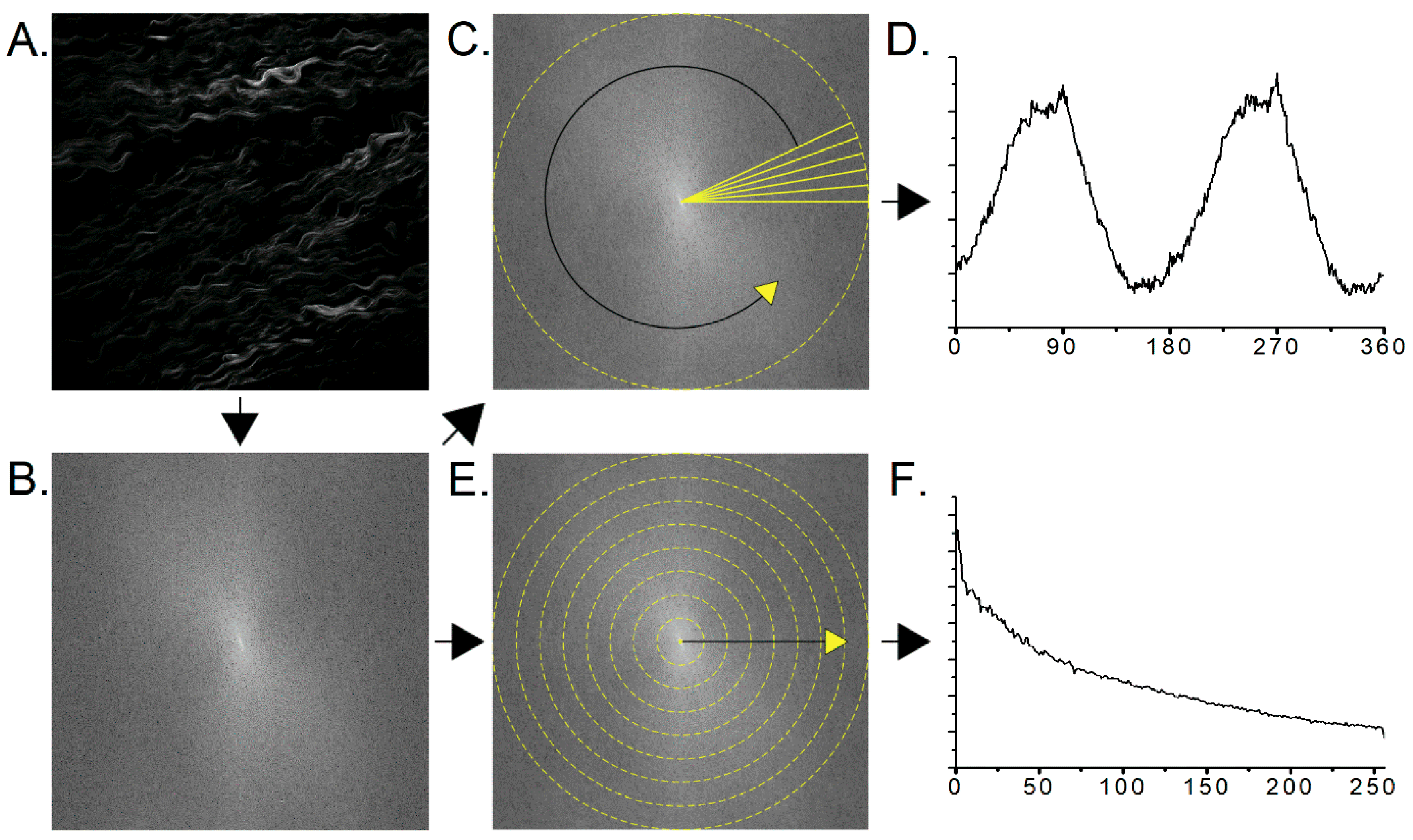 Cancers Free Full Text Imaging Collagen Alterations In