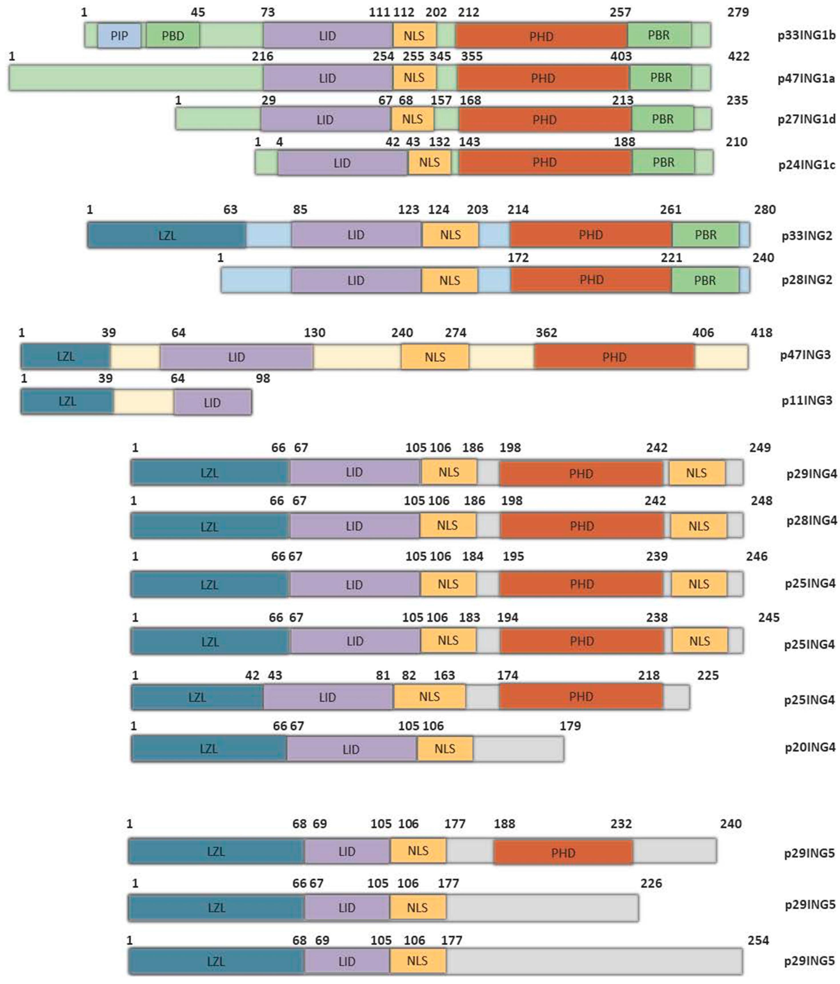 Cancers 11 01817 g001