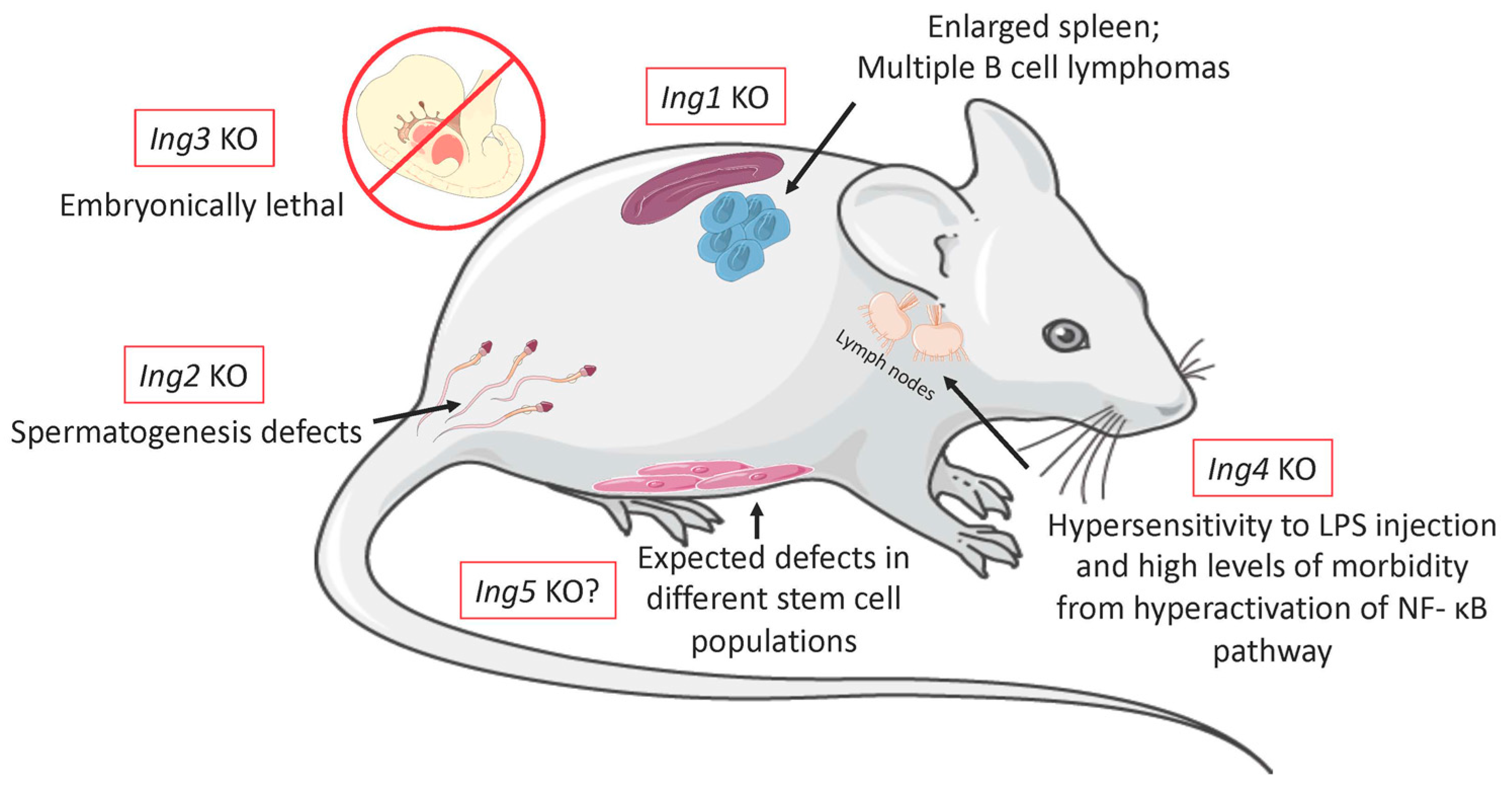 Cancers 11 01817 g002