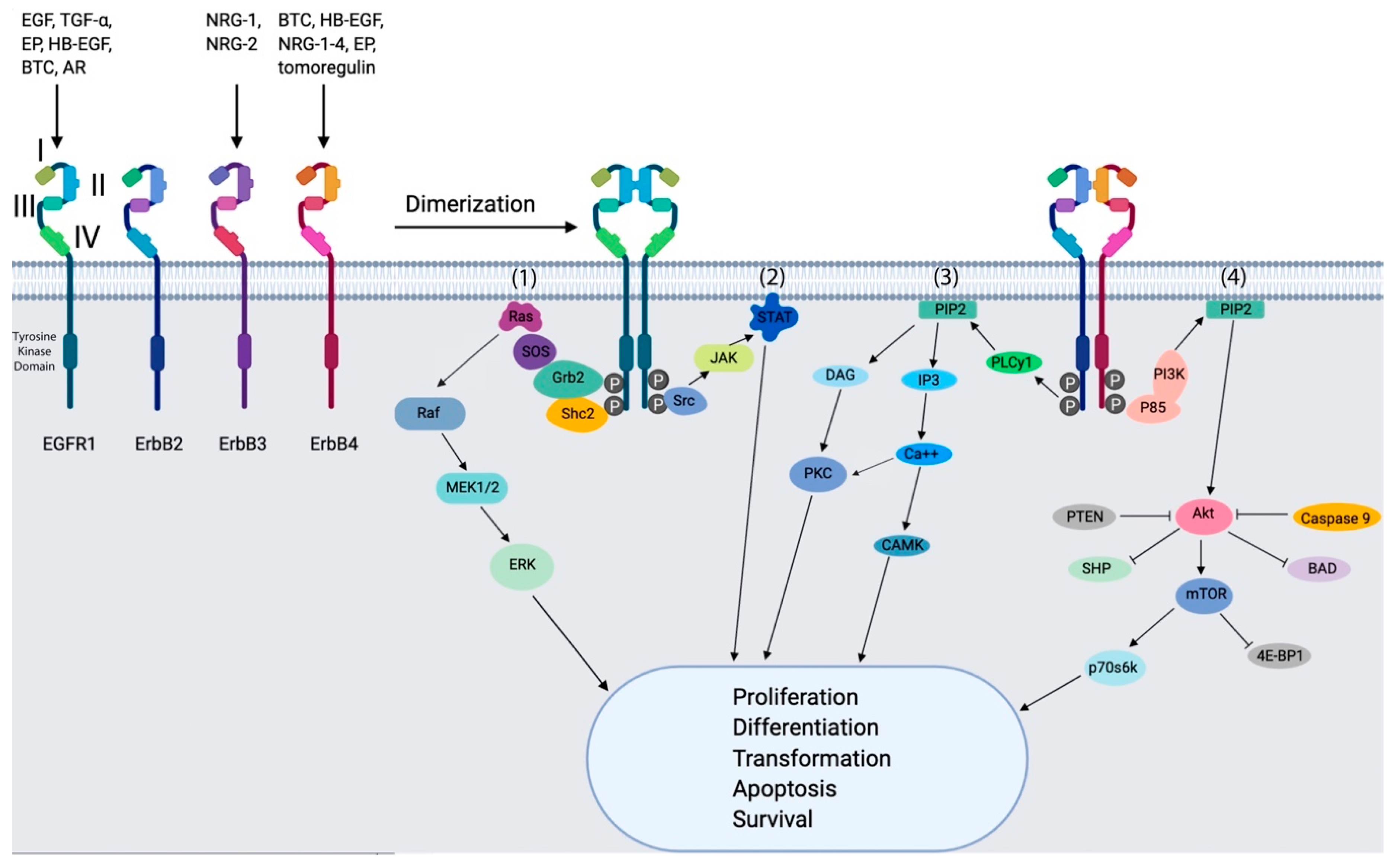 Cancers 11 01826 g002 Cancers 11 01826 g002