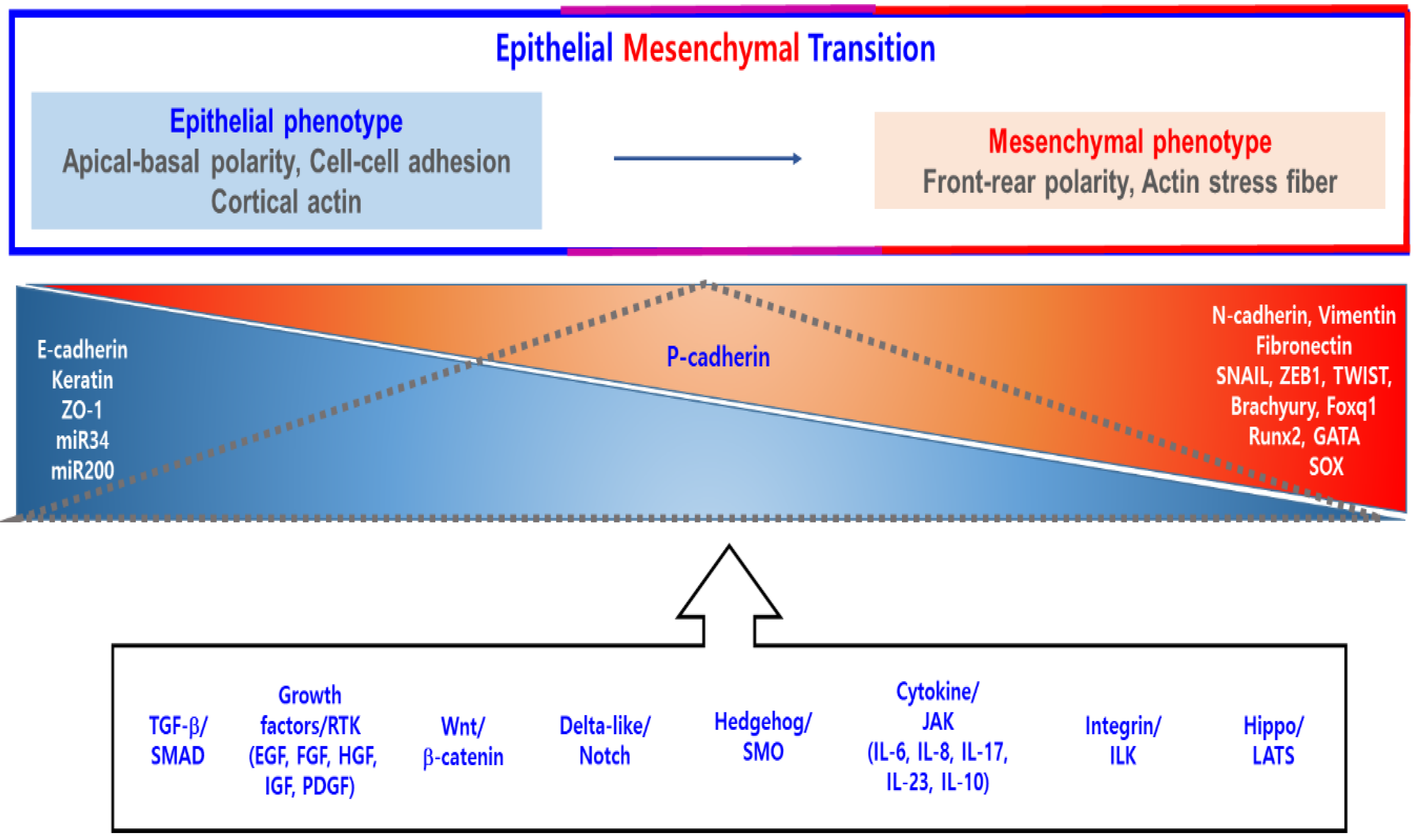 Cancers 11 01841 g001