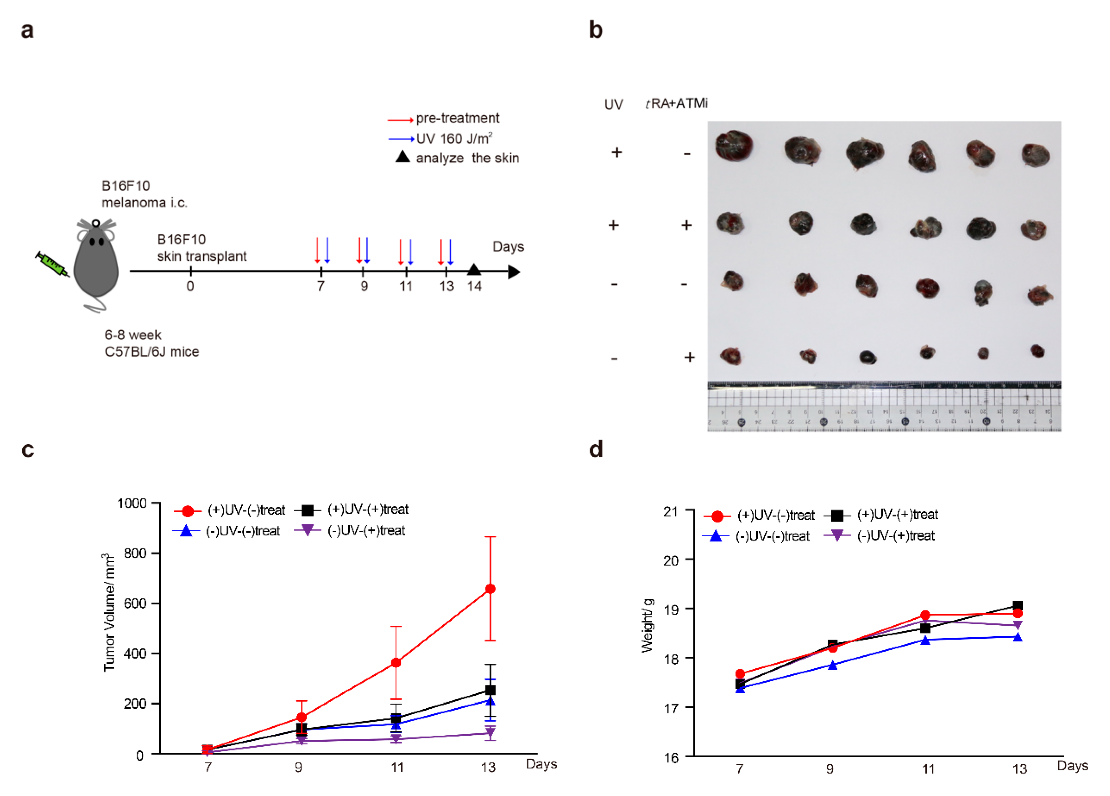Cancers 11 01847 g007a Cancers 11 01847 g007a