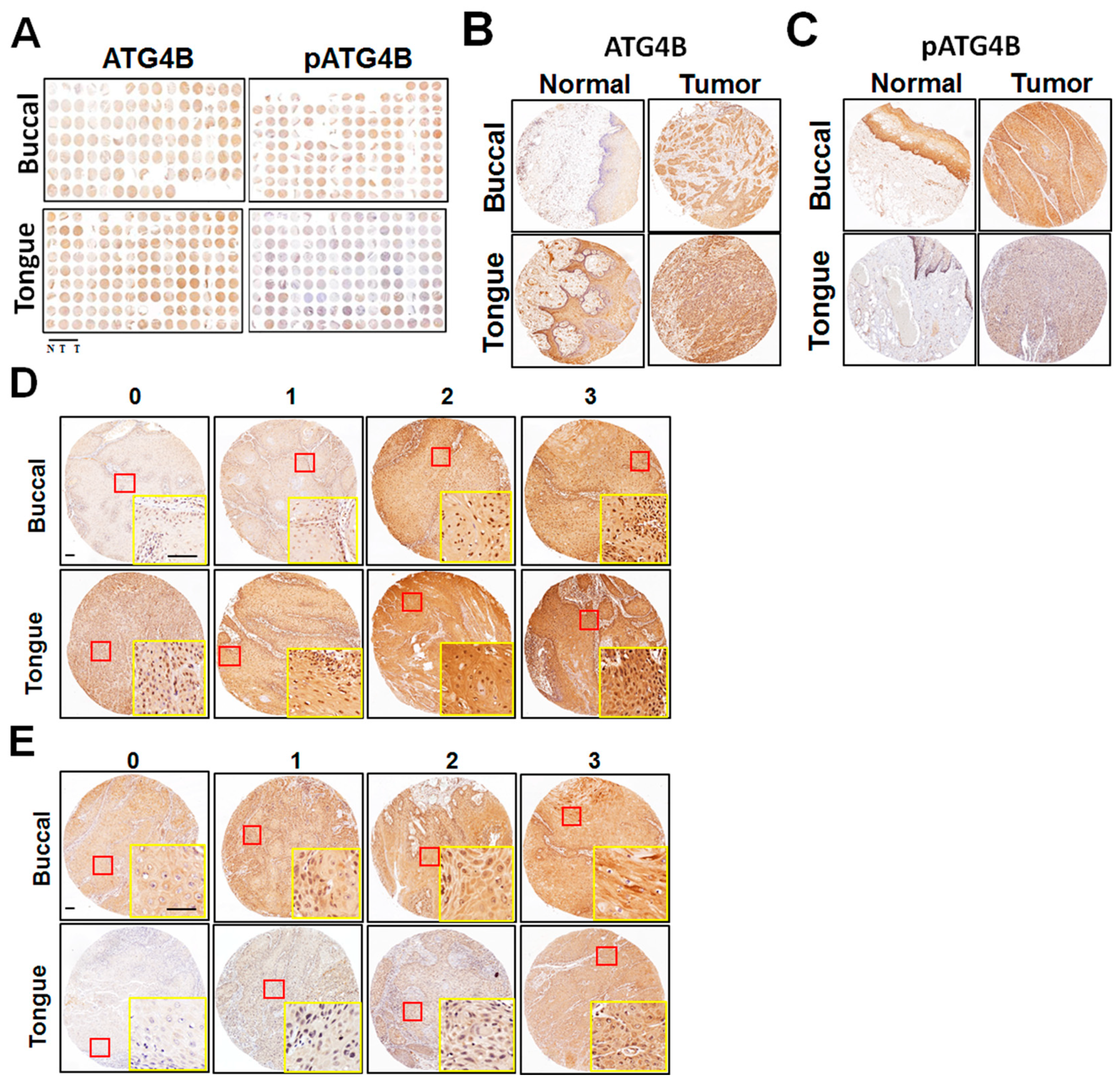 Cancers 11 01854 g001