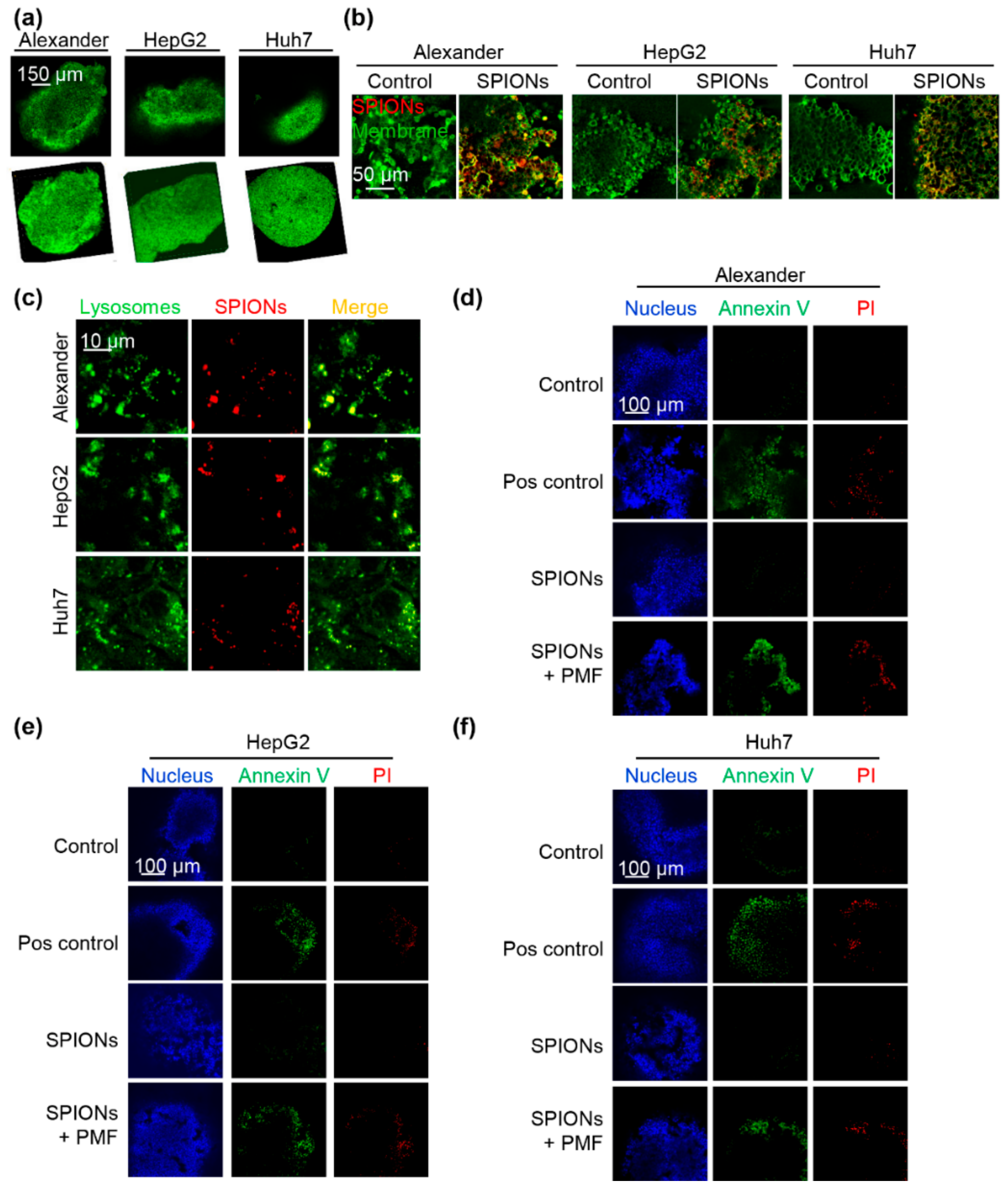 Cancers 11 01873 g005 Cancers 11 01873 g005