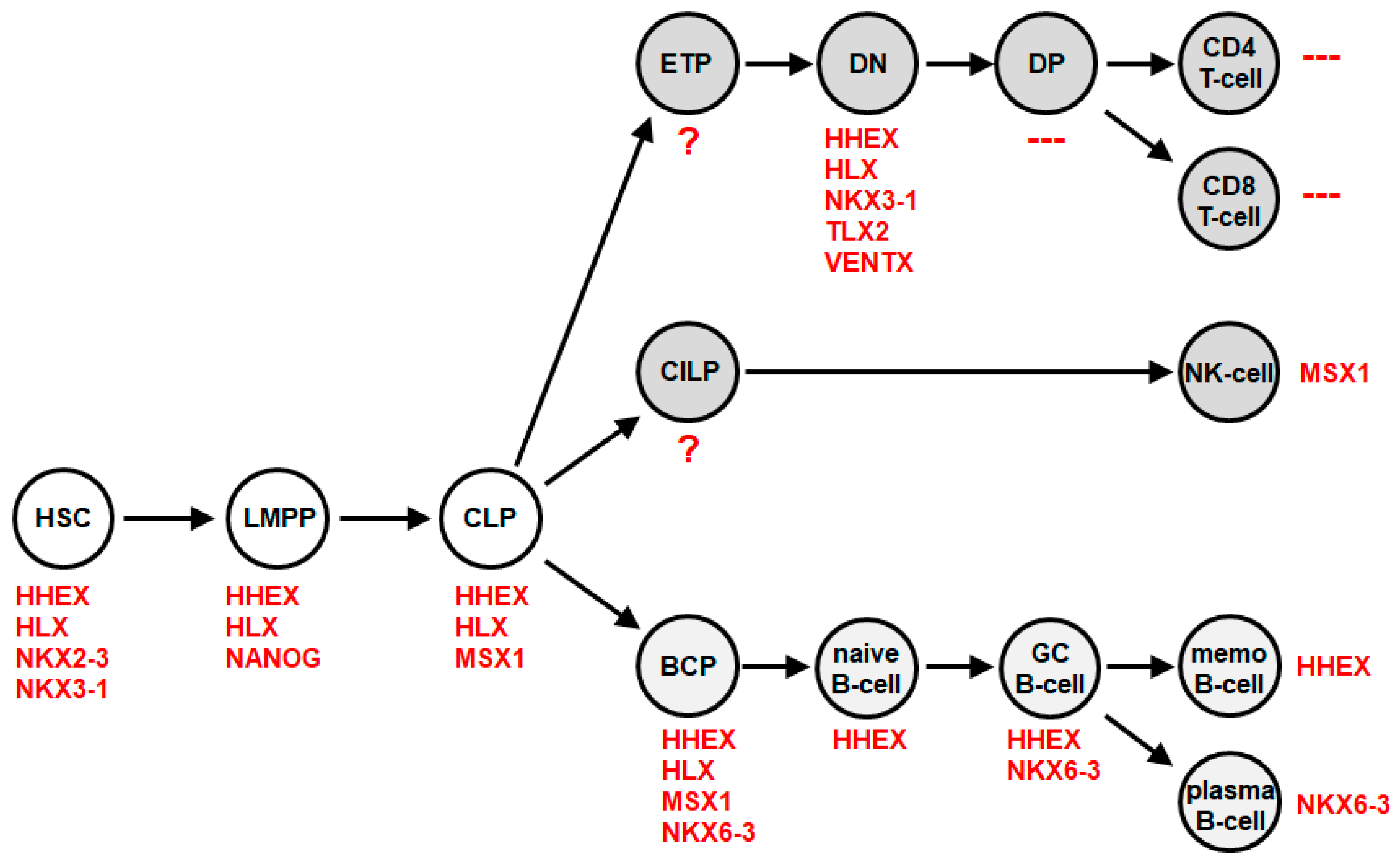 Cancers Free Full Text Deregulated Nkl Homeobox Genes In B Cell Lymphoma