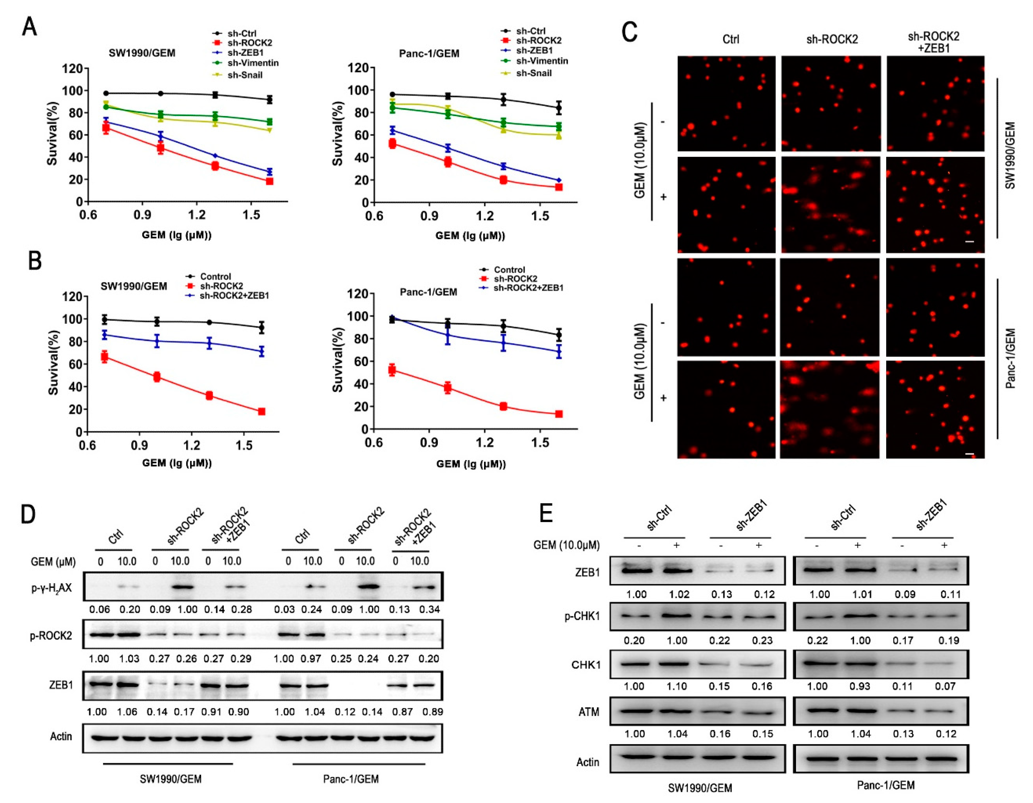 Cancers 11 01881 g004 Cancers 11 01881 g004