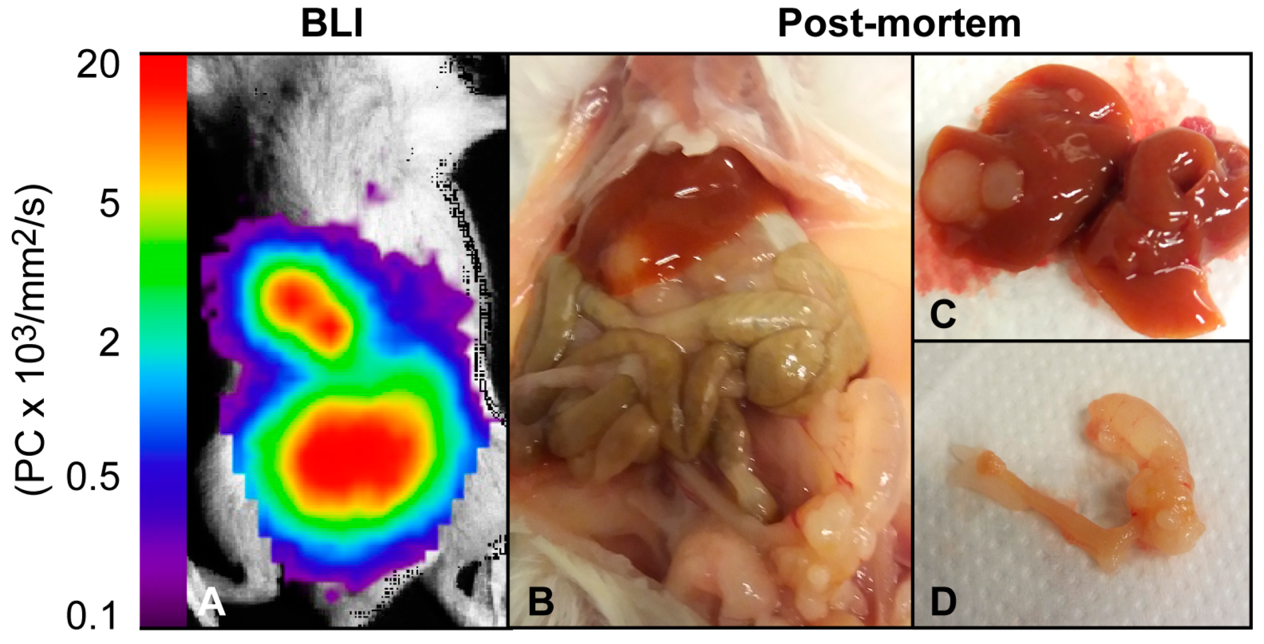 Cancers 11 01885 g003 Cancers 11 01885 g003