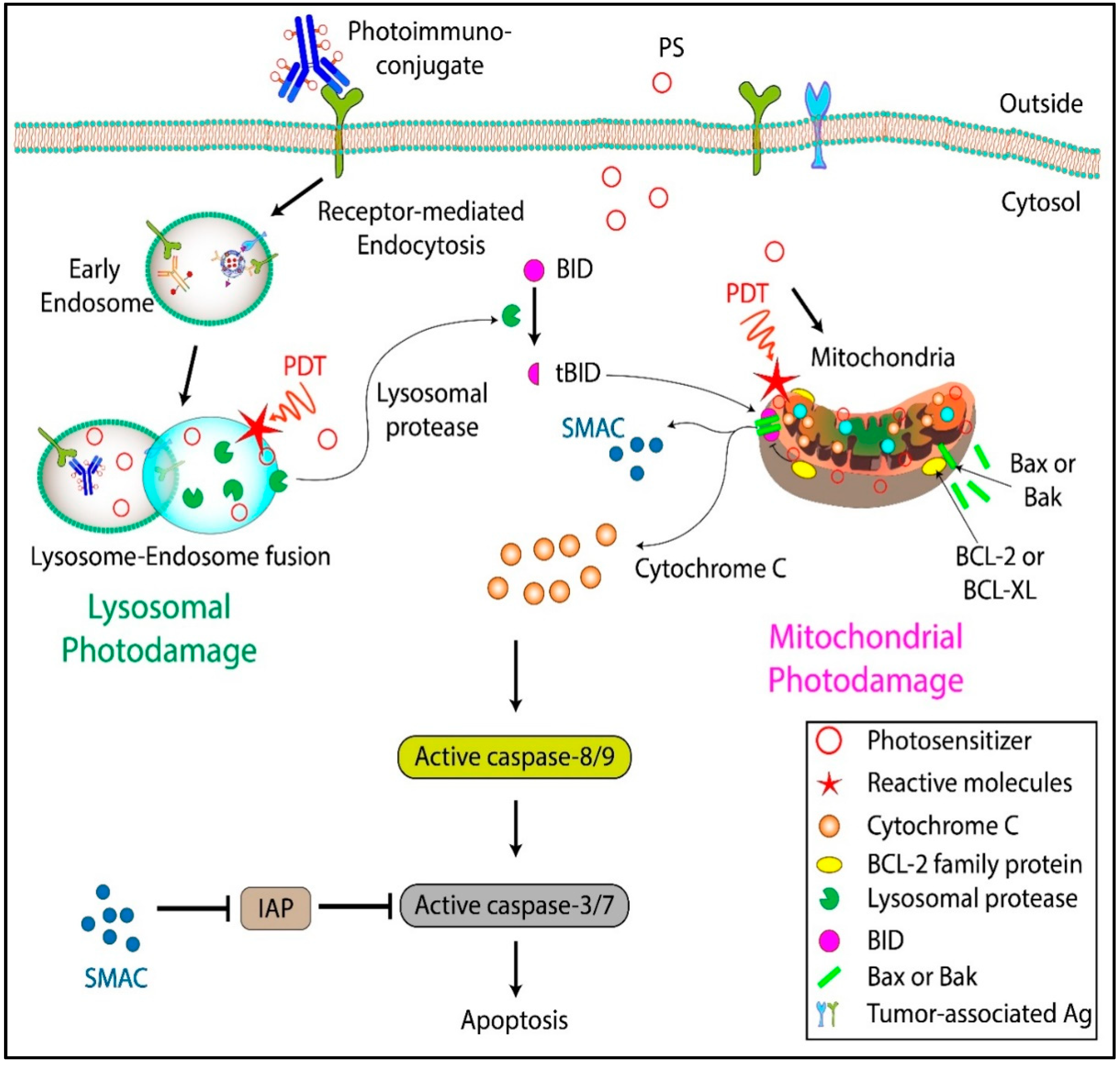 Cancers 11 01887 g002