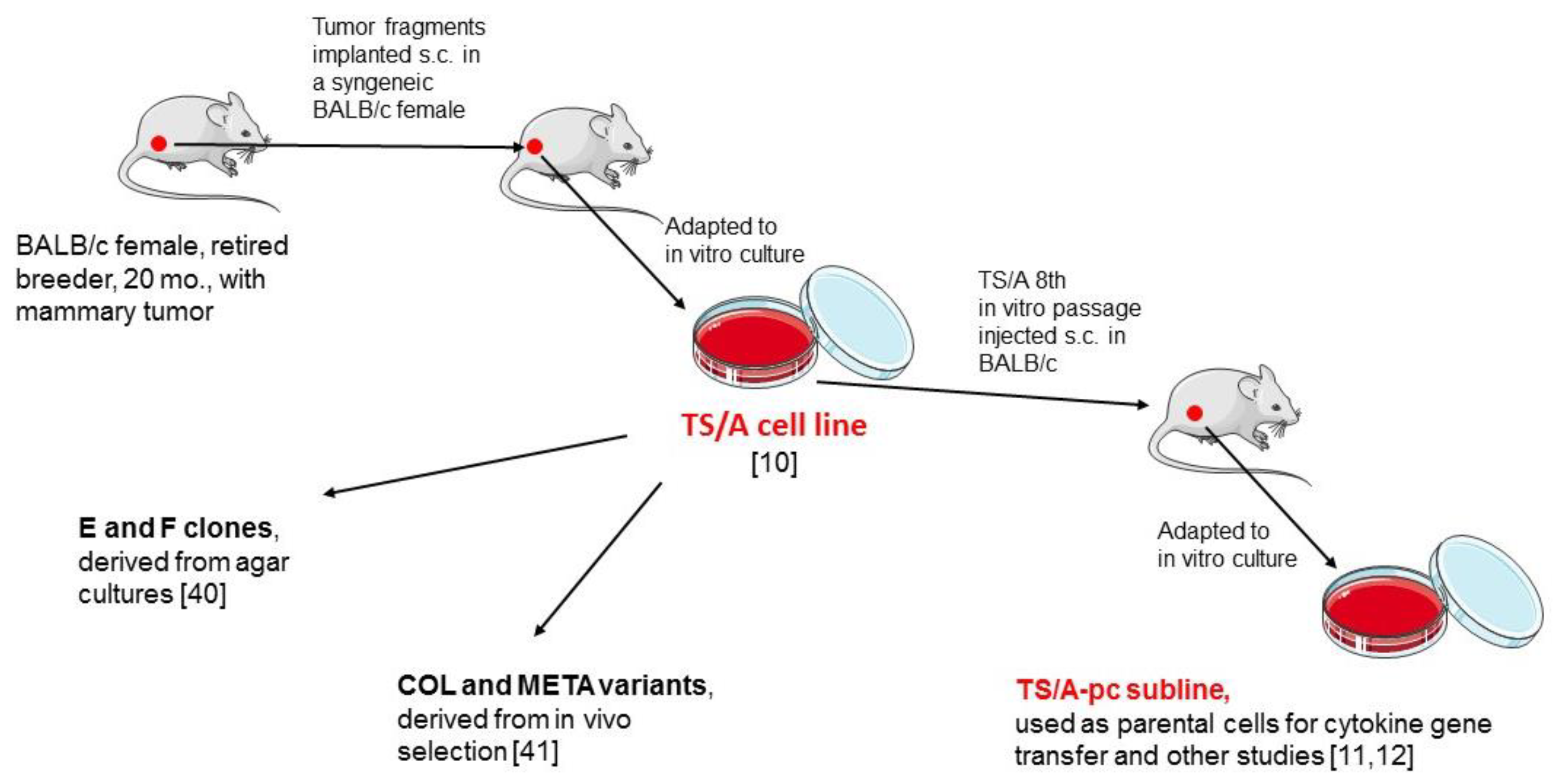 Cancers 11 01889 g001 Cancers 11 01889 g001