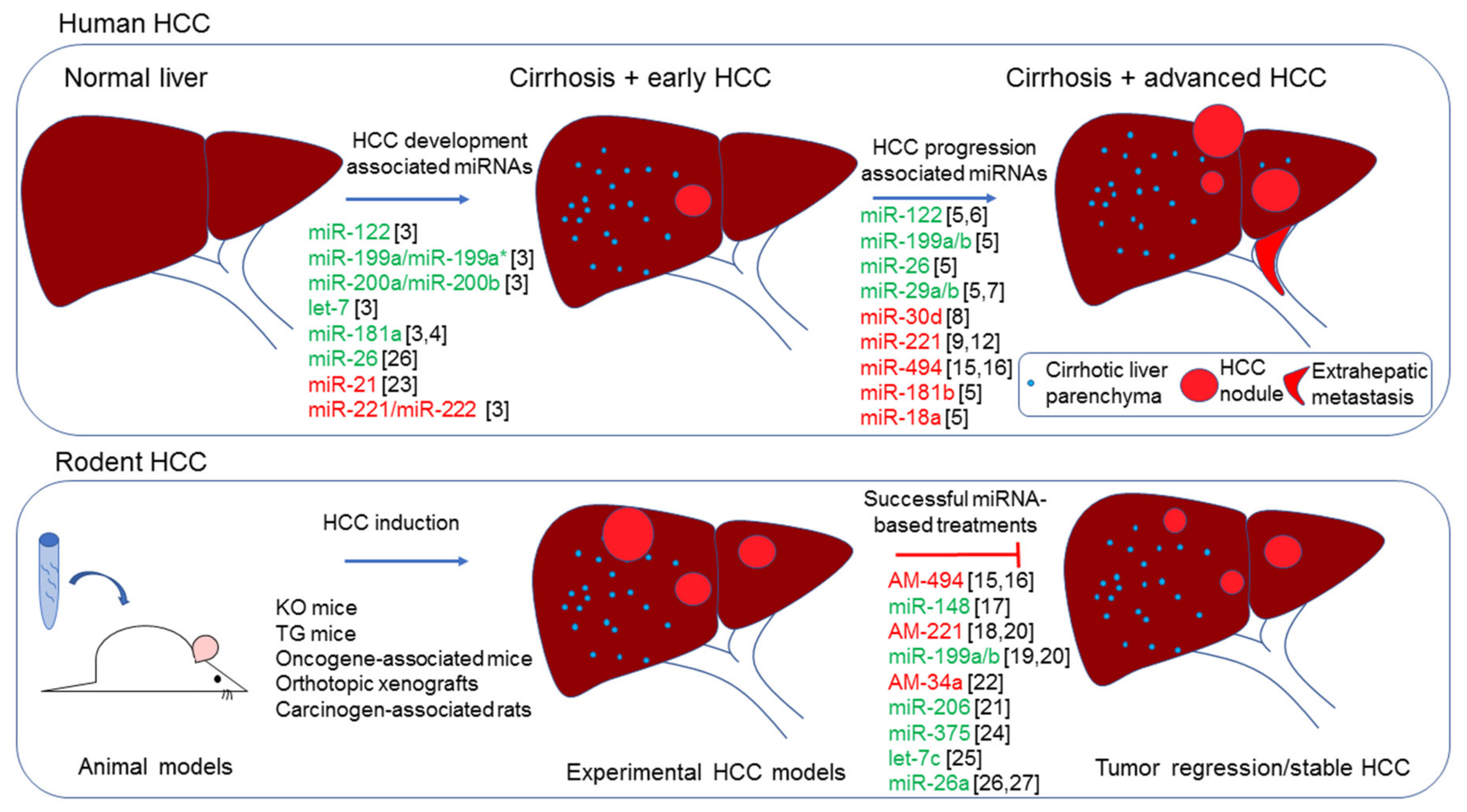 Cancers | Free Full-Text | MicroRNAs in Animal Models of HCC | HTML