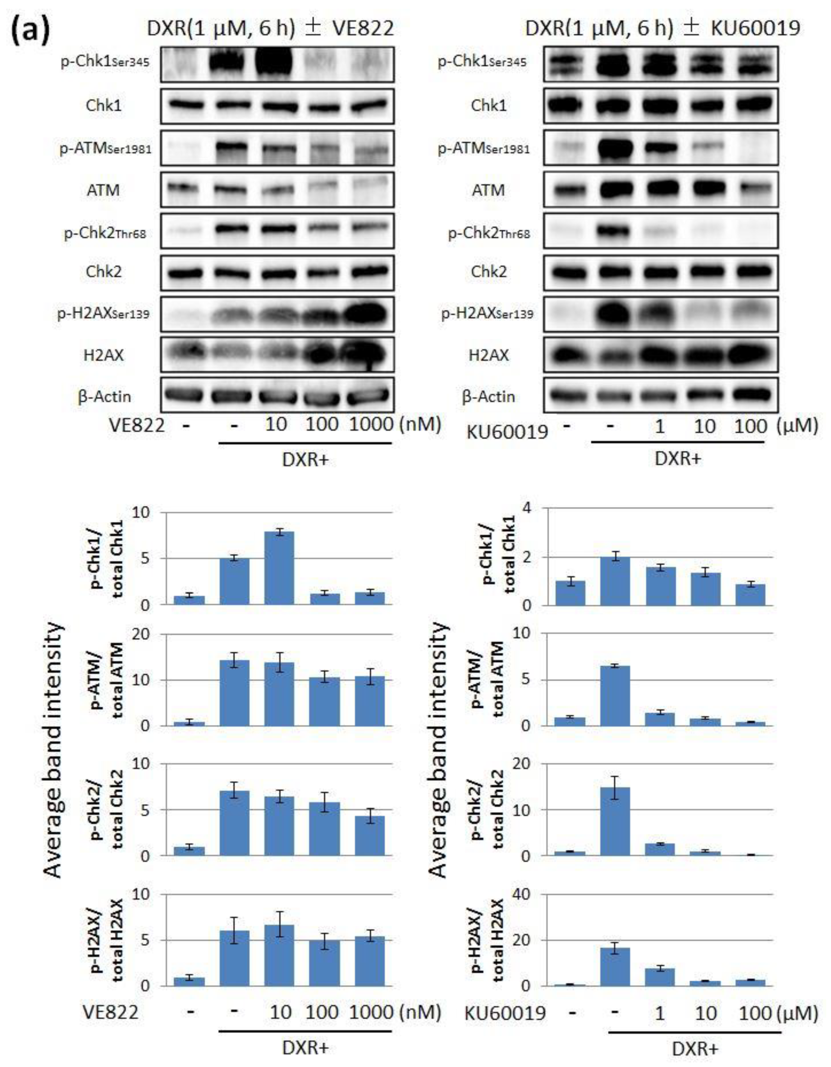 Cancers 11 01913 g002a Cancers 11 01913 g002a