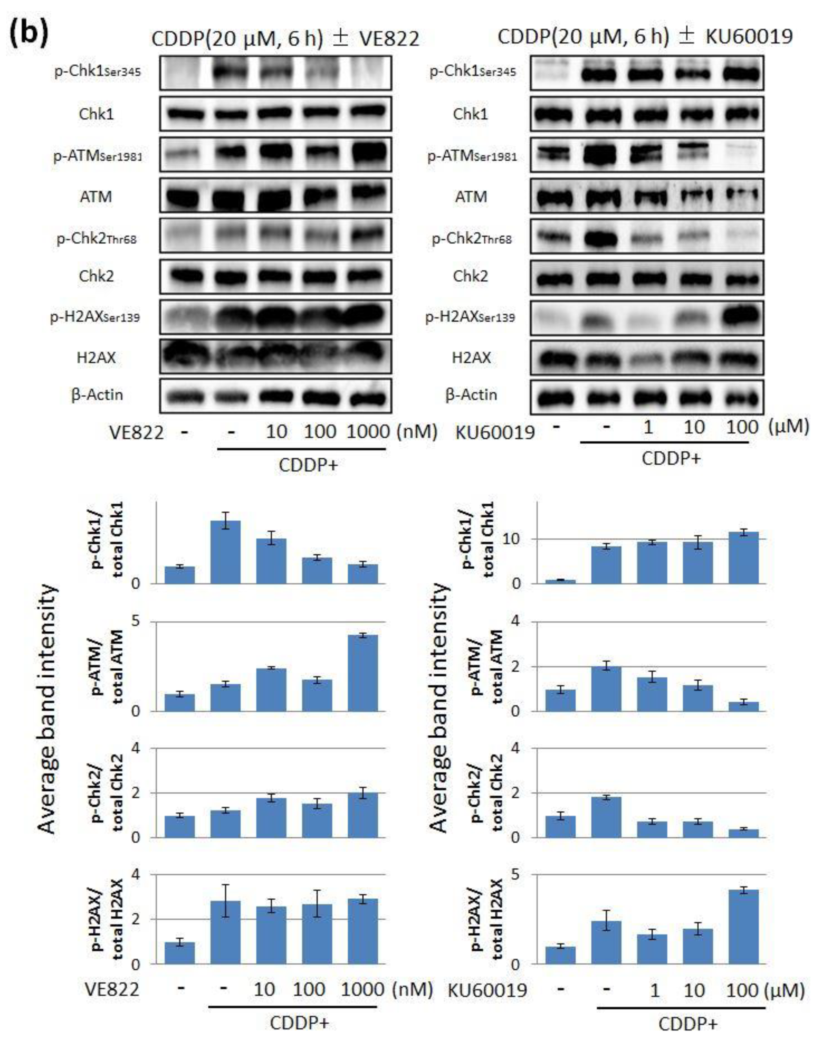 Cancers 11 01913 g002b Cancers 11 01913 g002b