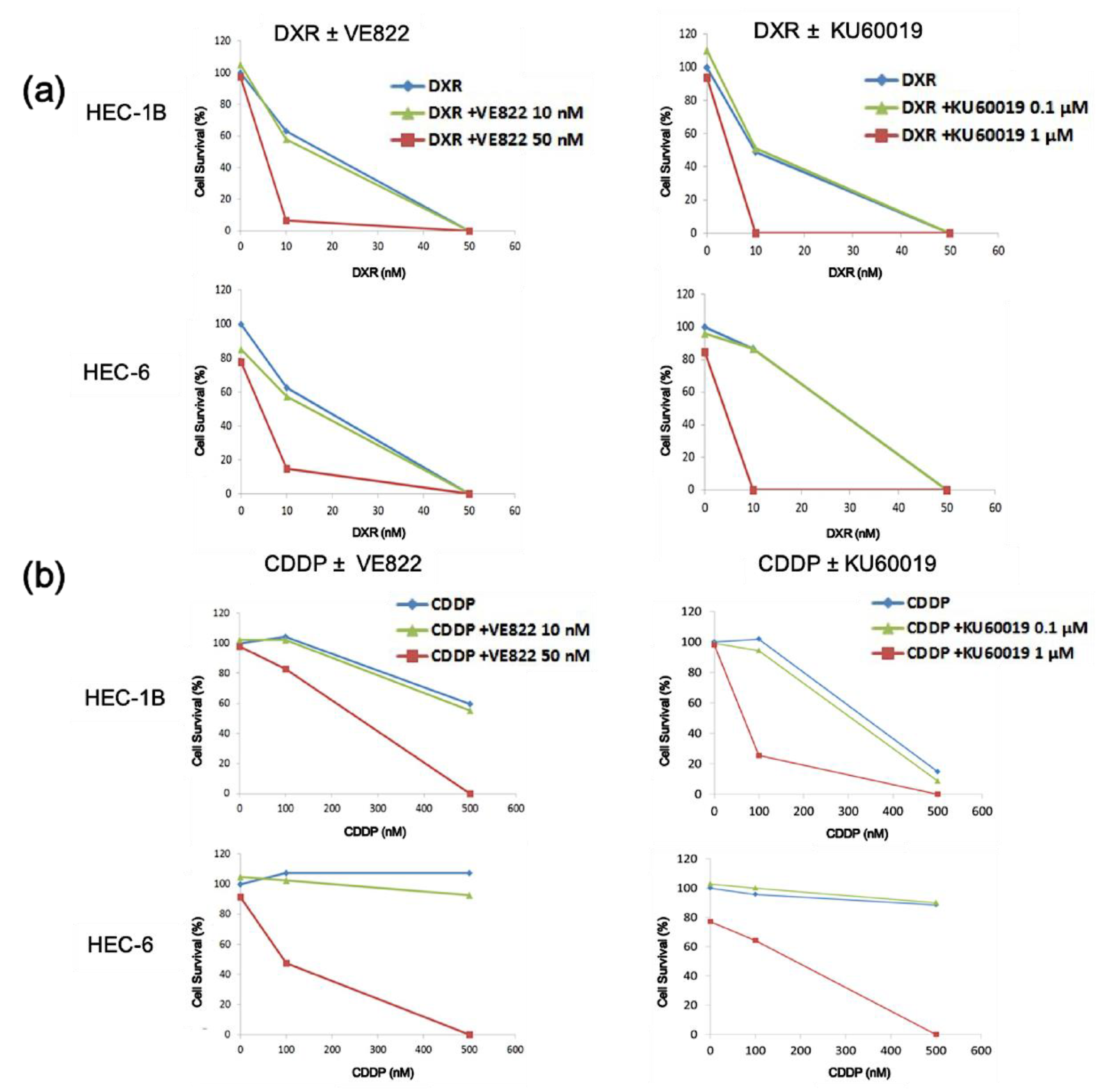 Cancers 11 01913 g003 Cancers 11 01913 g003