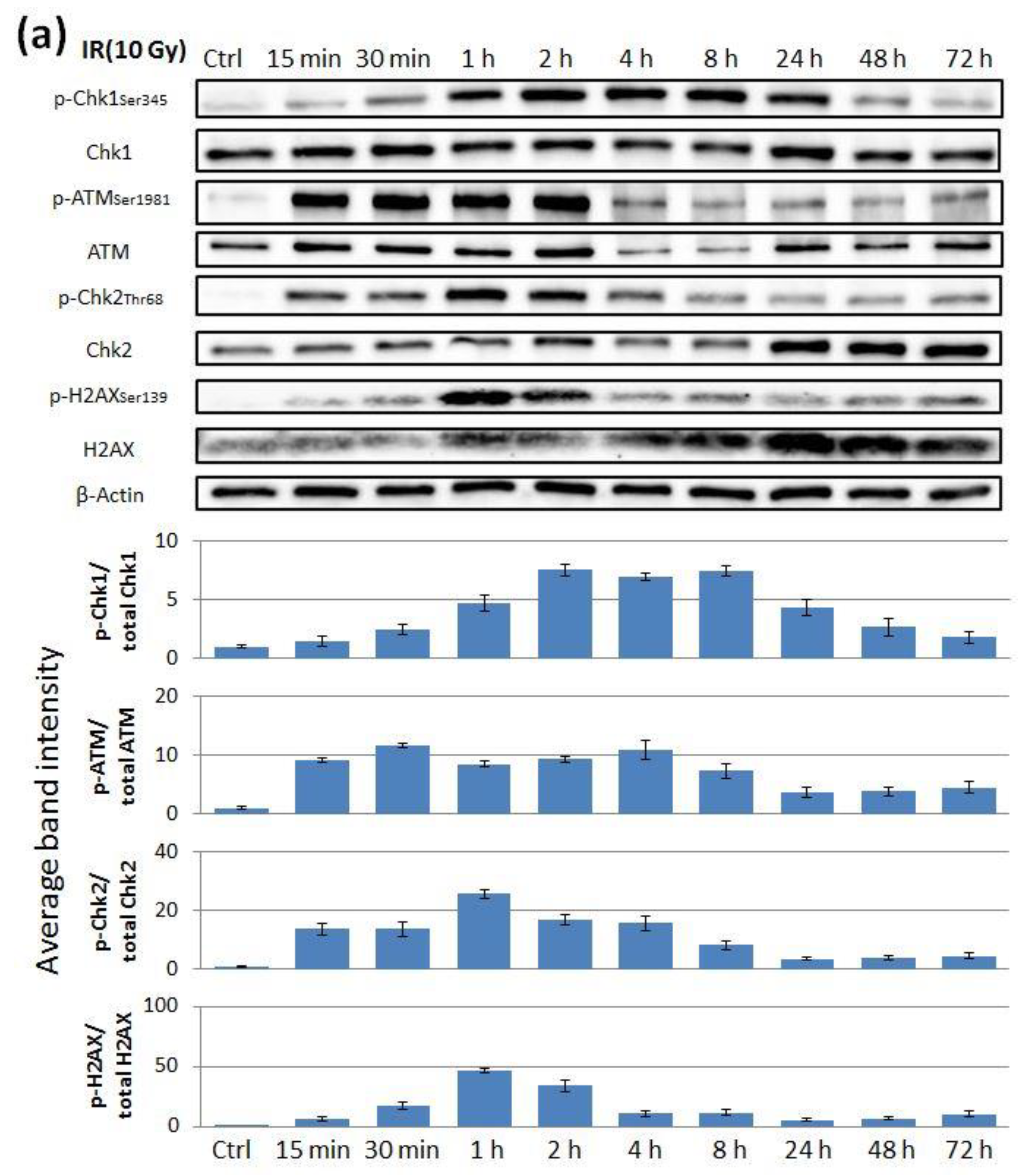 Cancers 11 01913 g005a Cancers 11 01913 g005a