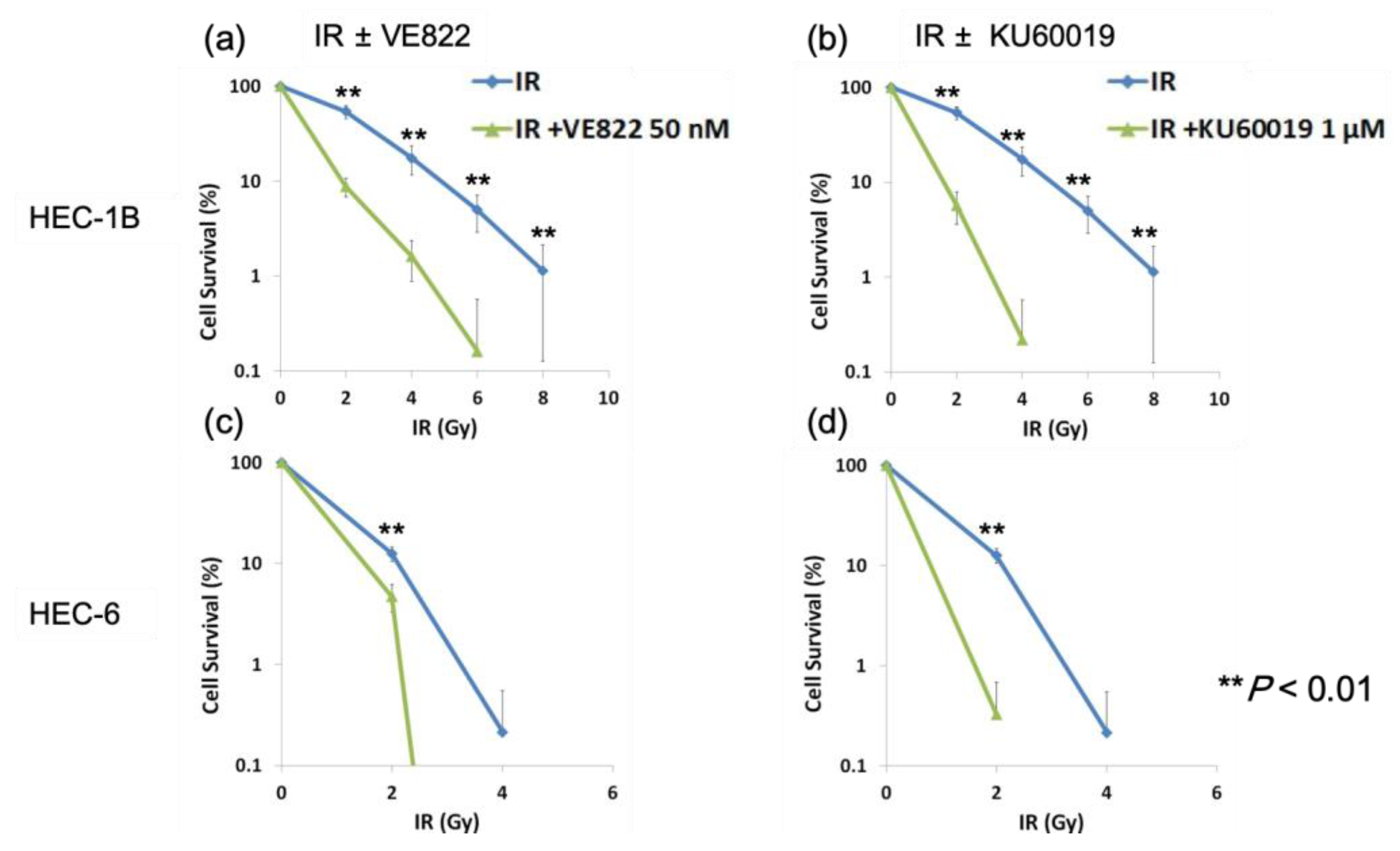 Cancers 11 01913 g006 Cancers 11 01913 g006