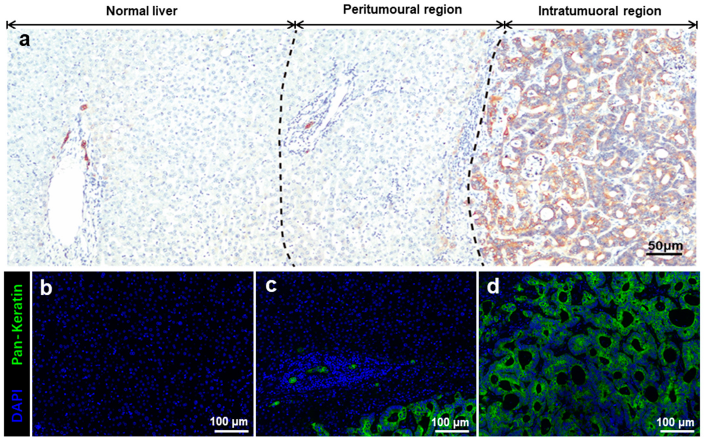 Cancers 11 01922 g001 Cancers 11 01922 g001