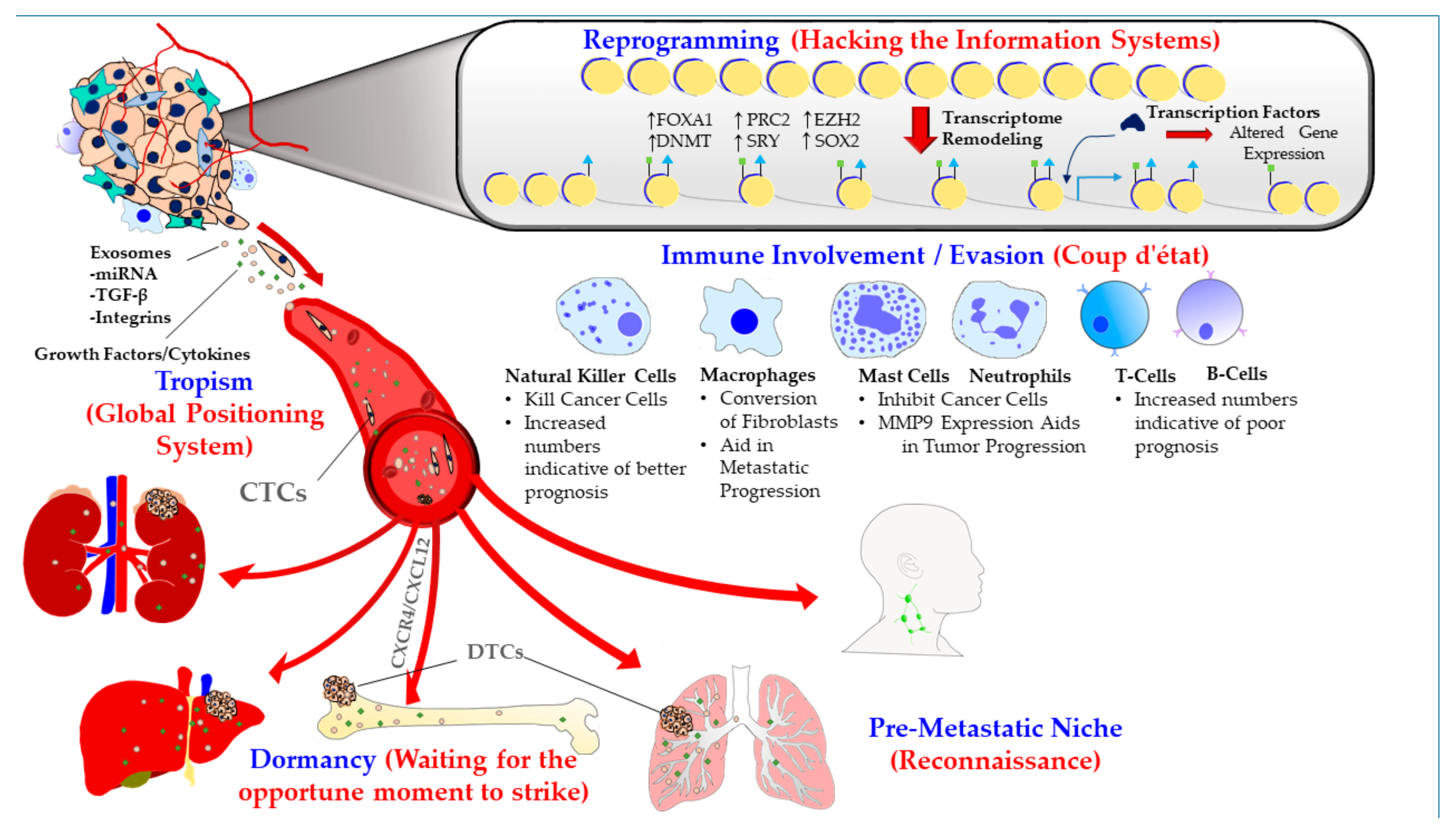 How long does it take prostate cancer to metastasize
