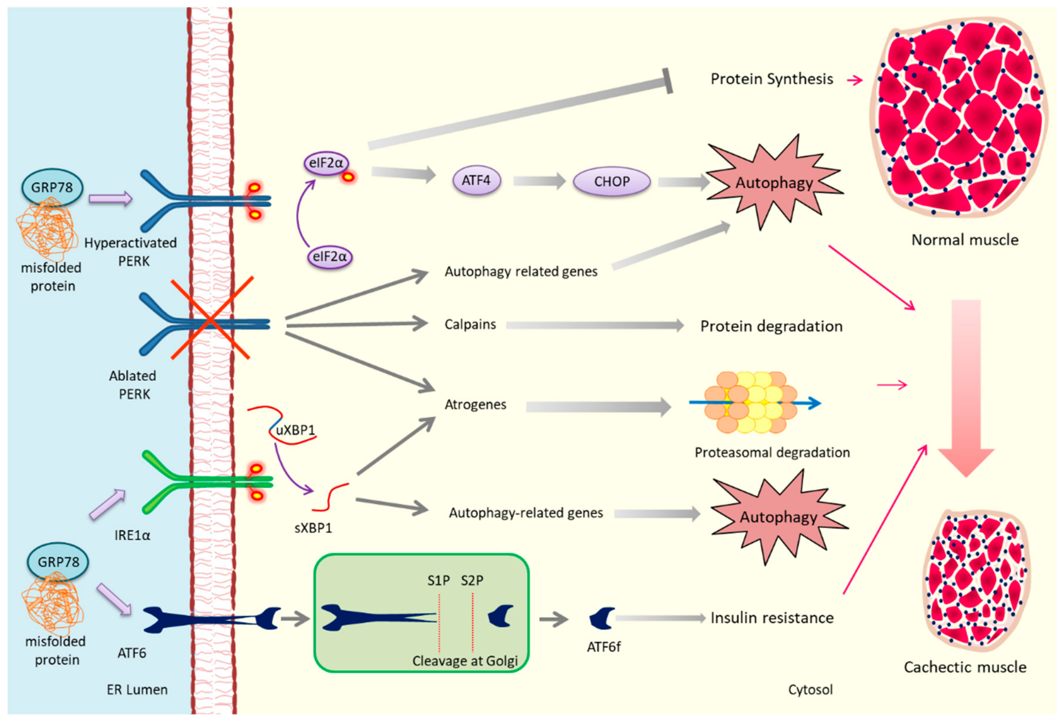 Cancers 11 01929 g002 Cancers 11 01929 g002
