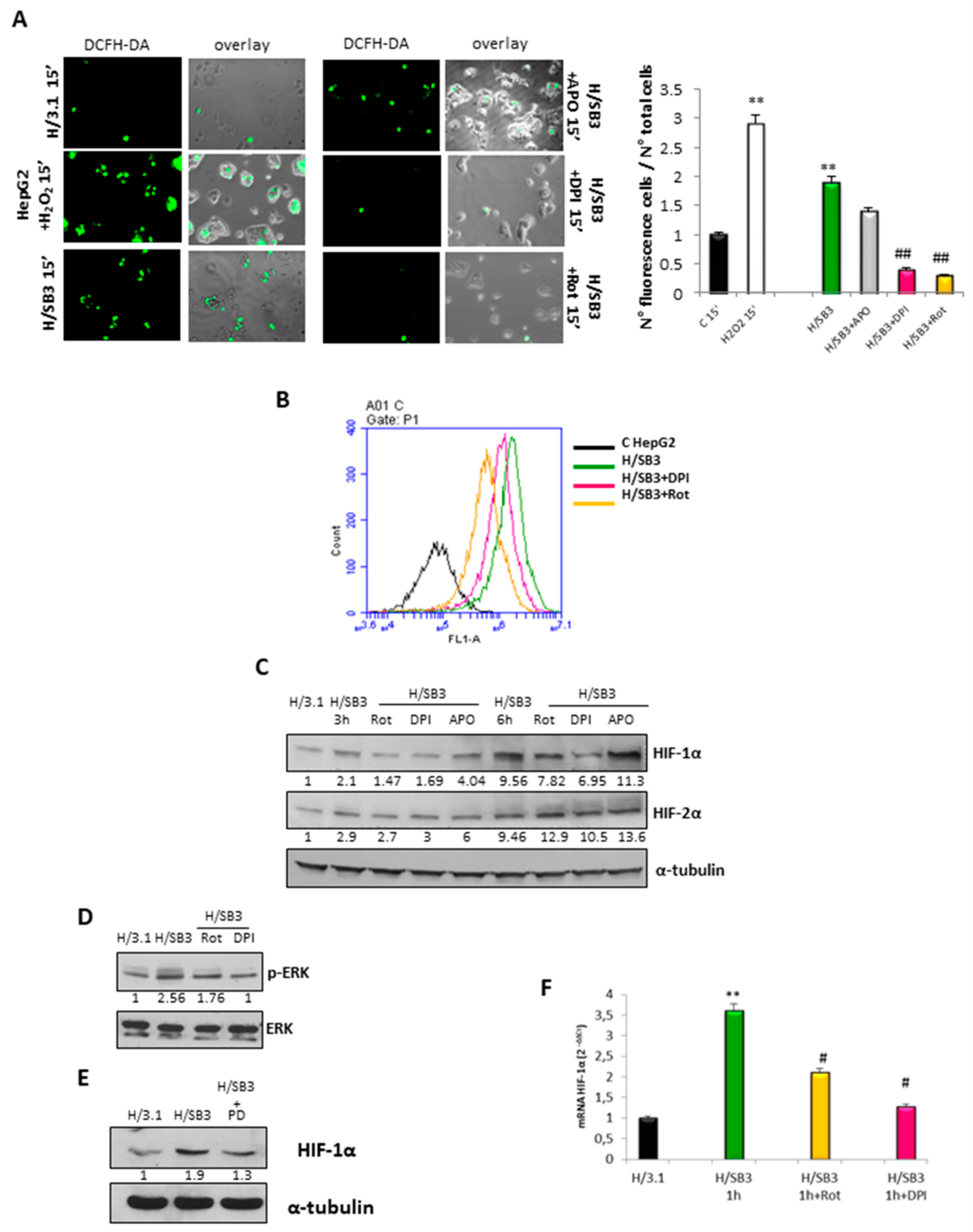 Cancers 11 01933 g002 Cancers 11 01933 g002