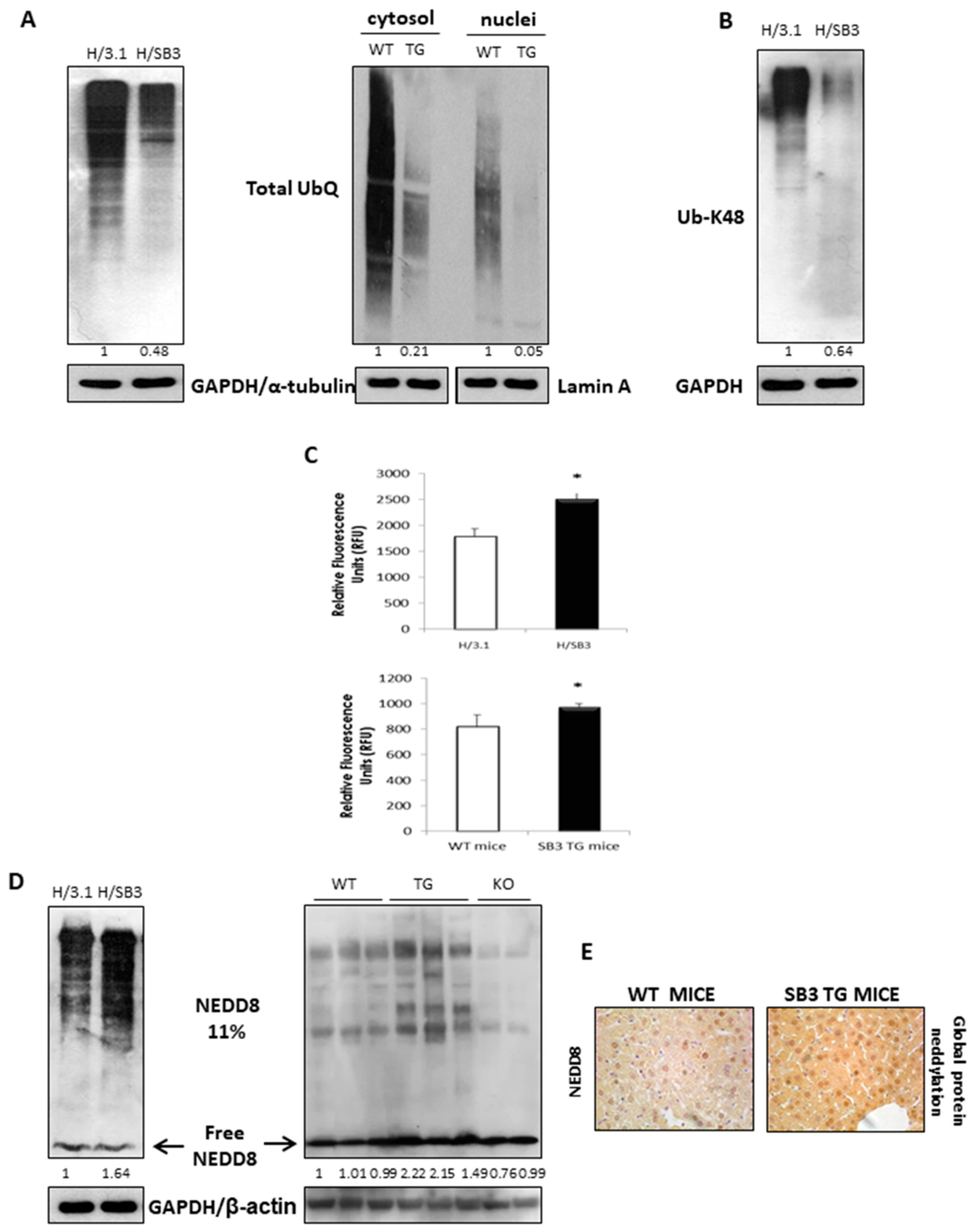Cancers 11 01933 g003 Cancers 11 01933 g003