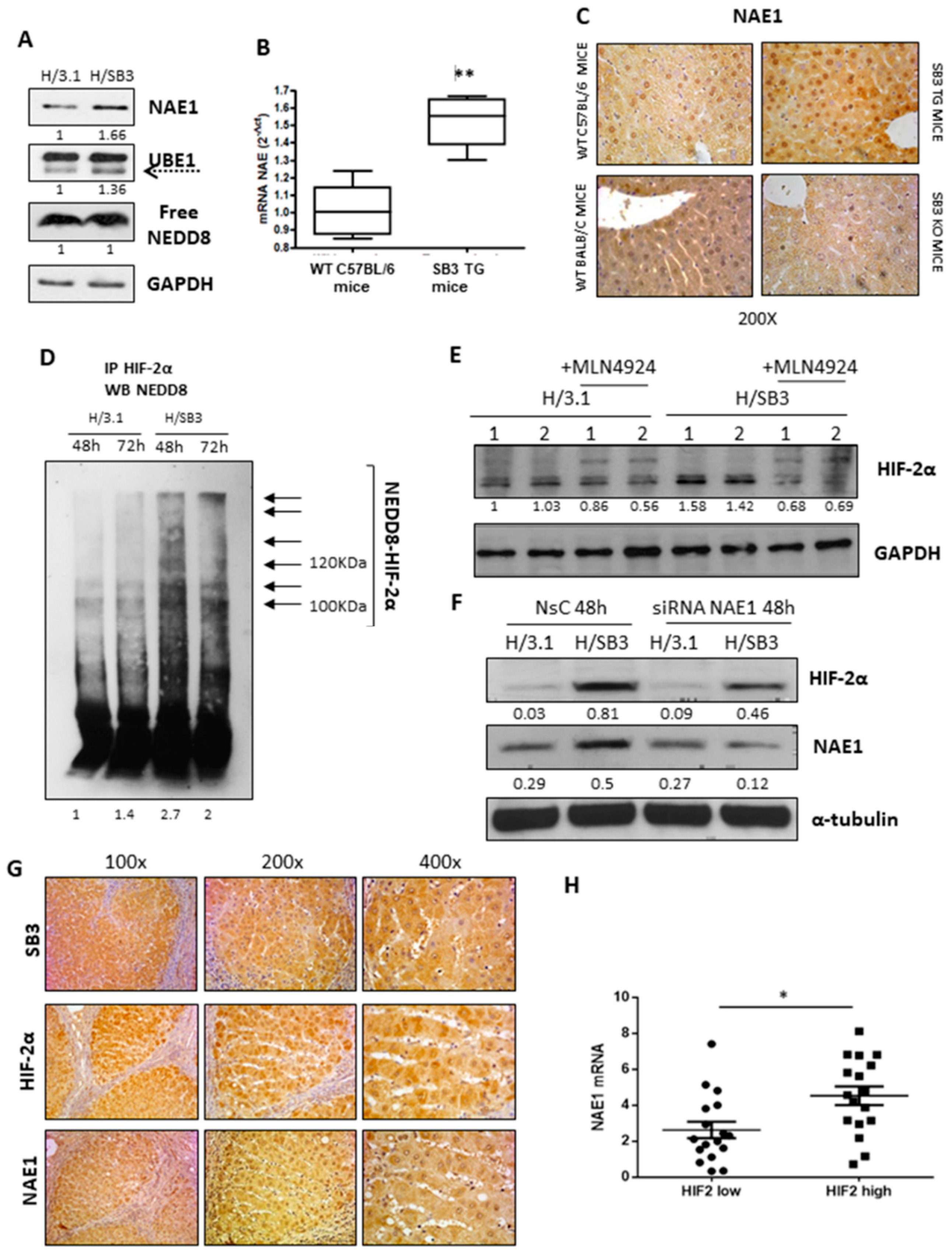 Cancers 11 01933 g004 Cancers 11 01933 g004