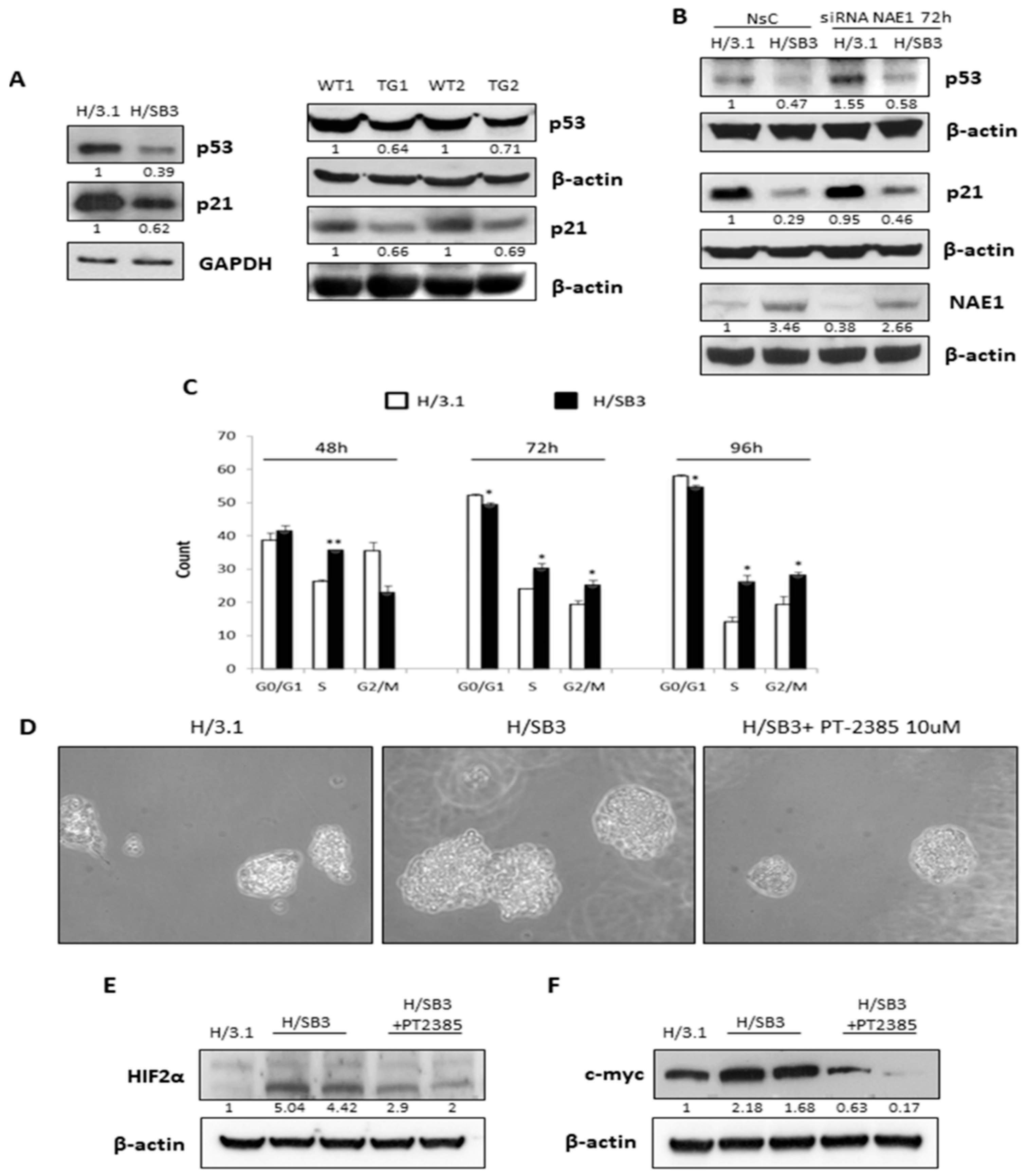Cancers 11 01933 g007a Cancers 11 01933 g007a