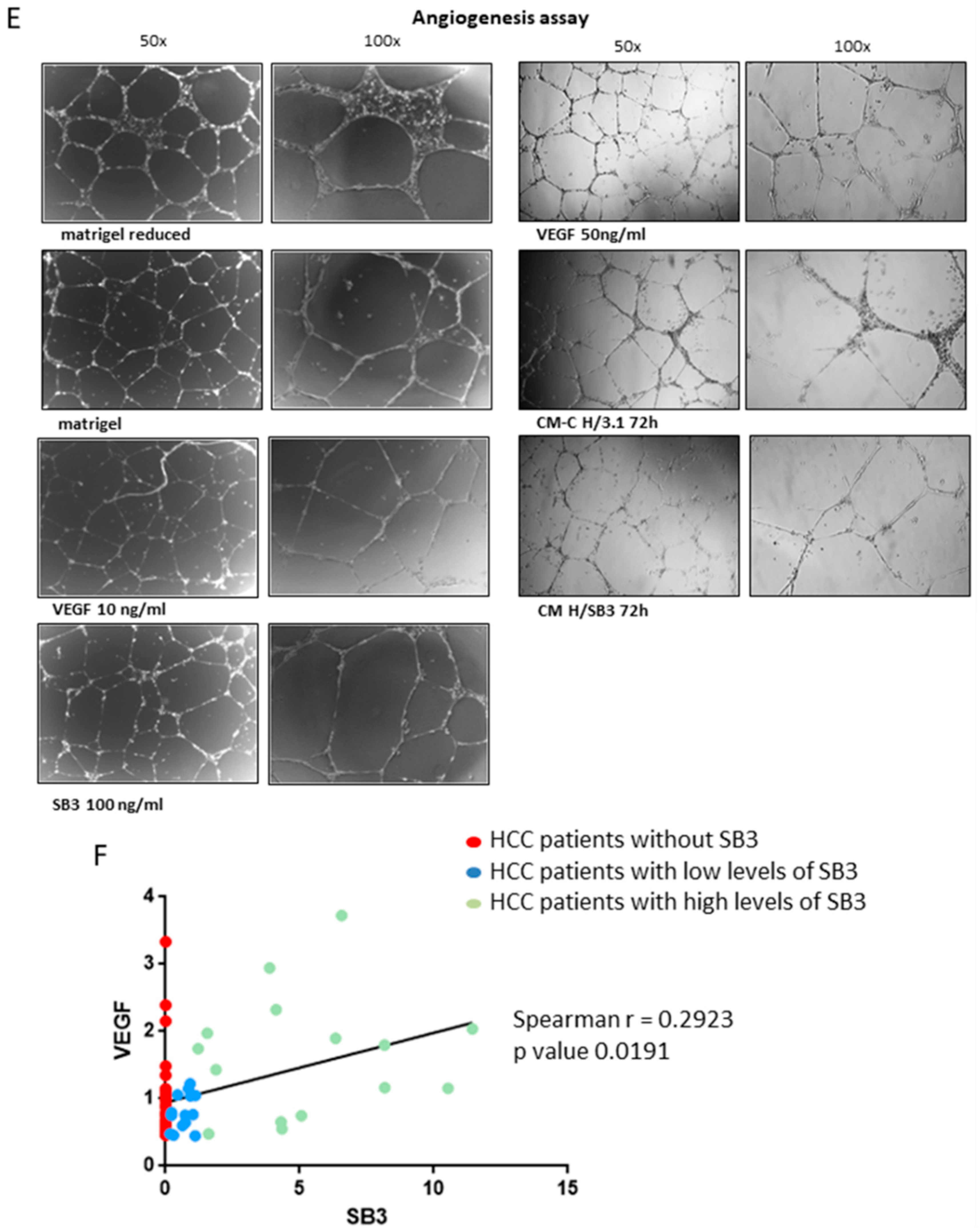 Cancers 11 01933 g008b Cancers 11 01933 g008b