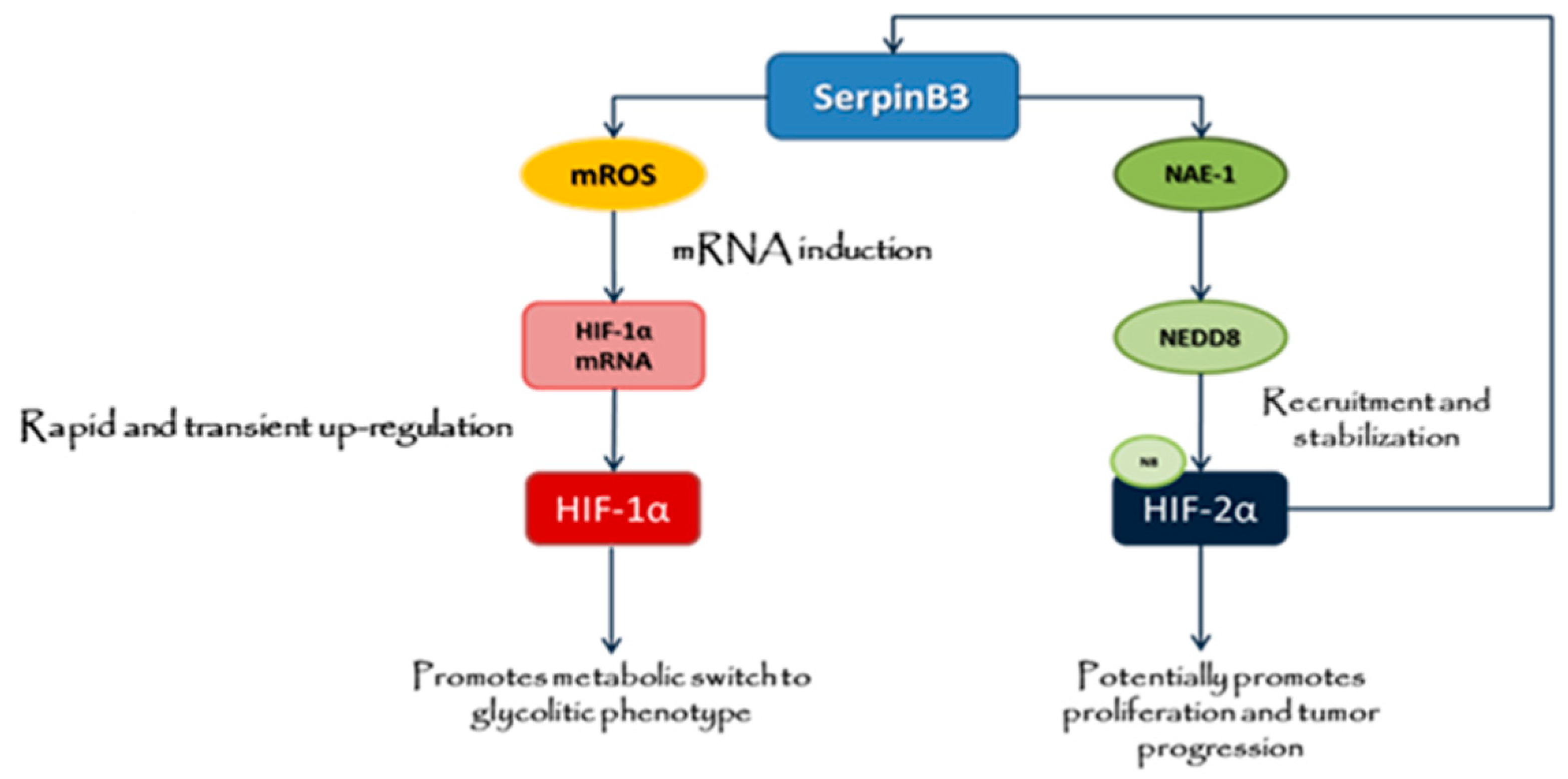Cancers 11 01933 g009 Cancers 11 01933 g009