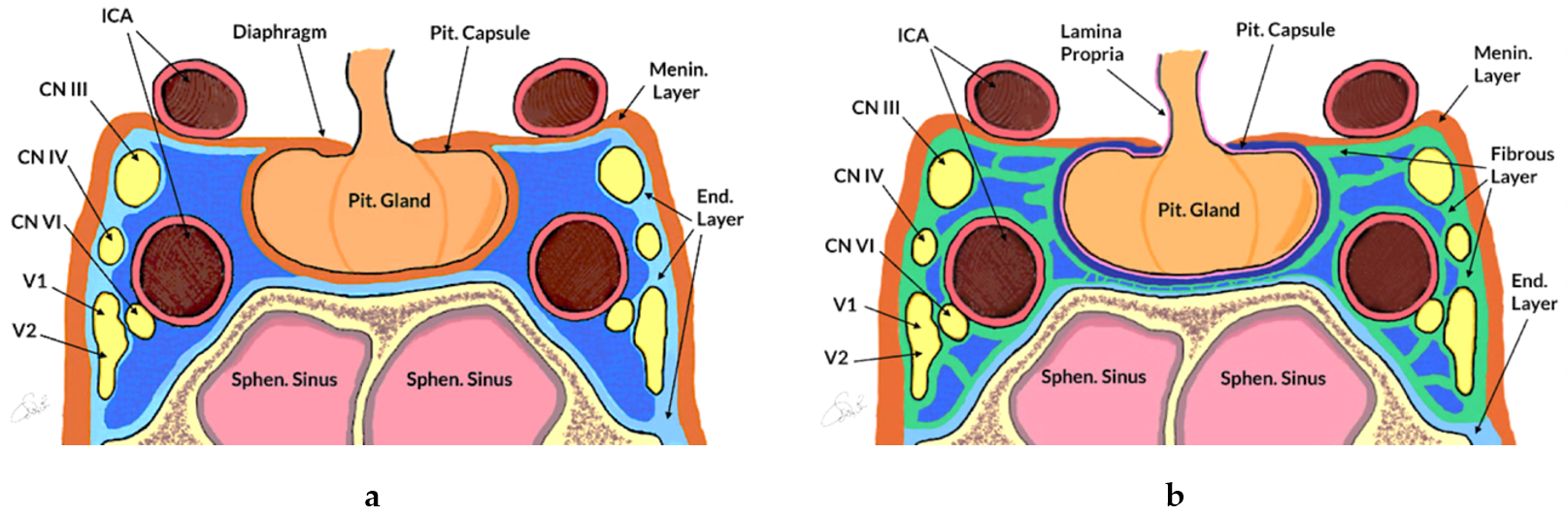 Clinical Anatomy Of Pituitary Gland - Pituitary Anatomy And Development