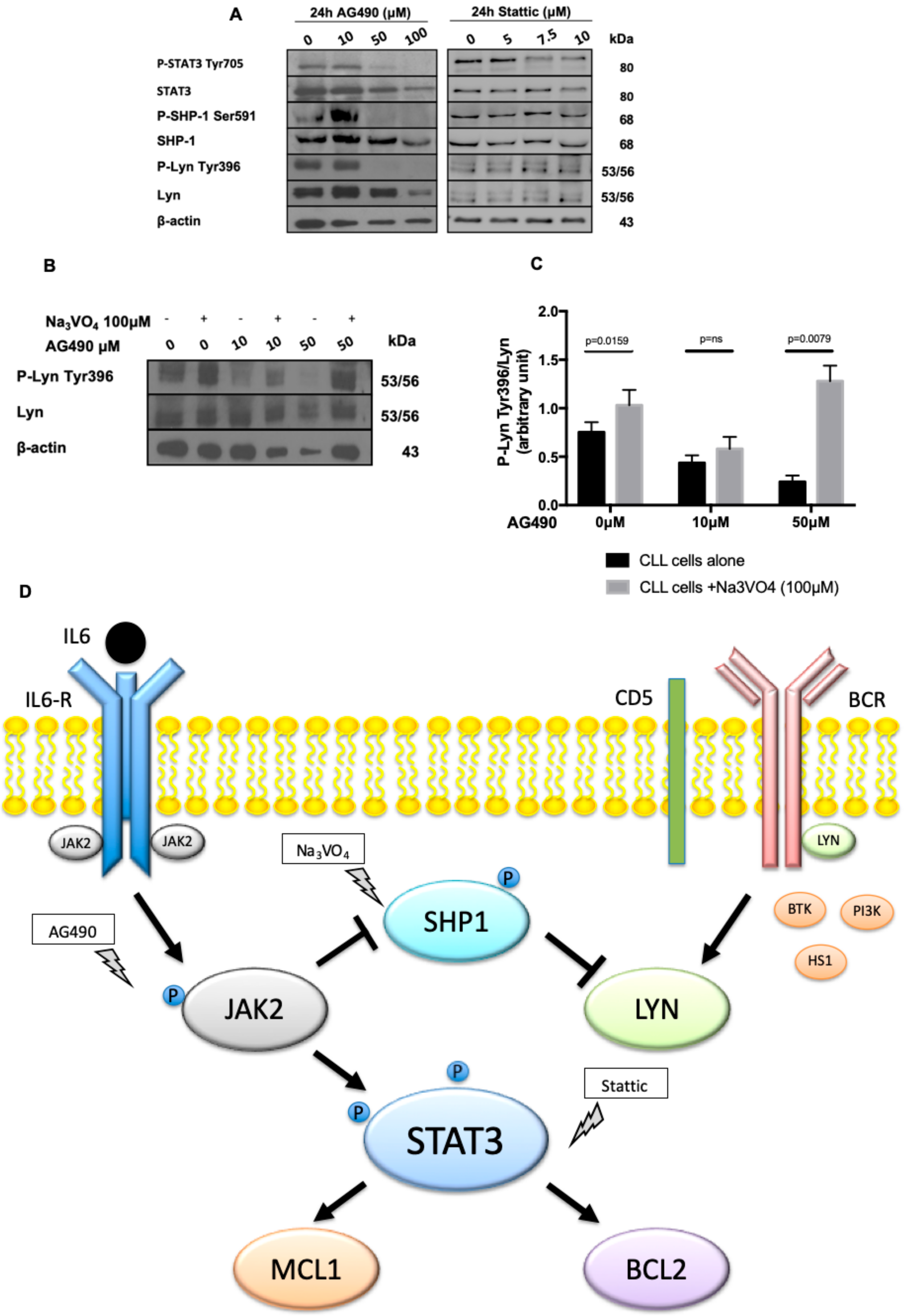 Cancers 11 01939 g004