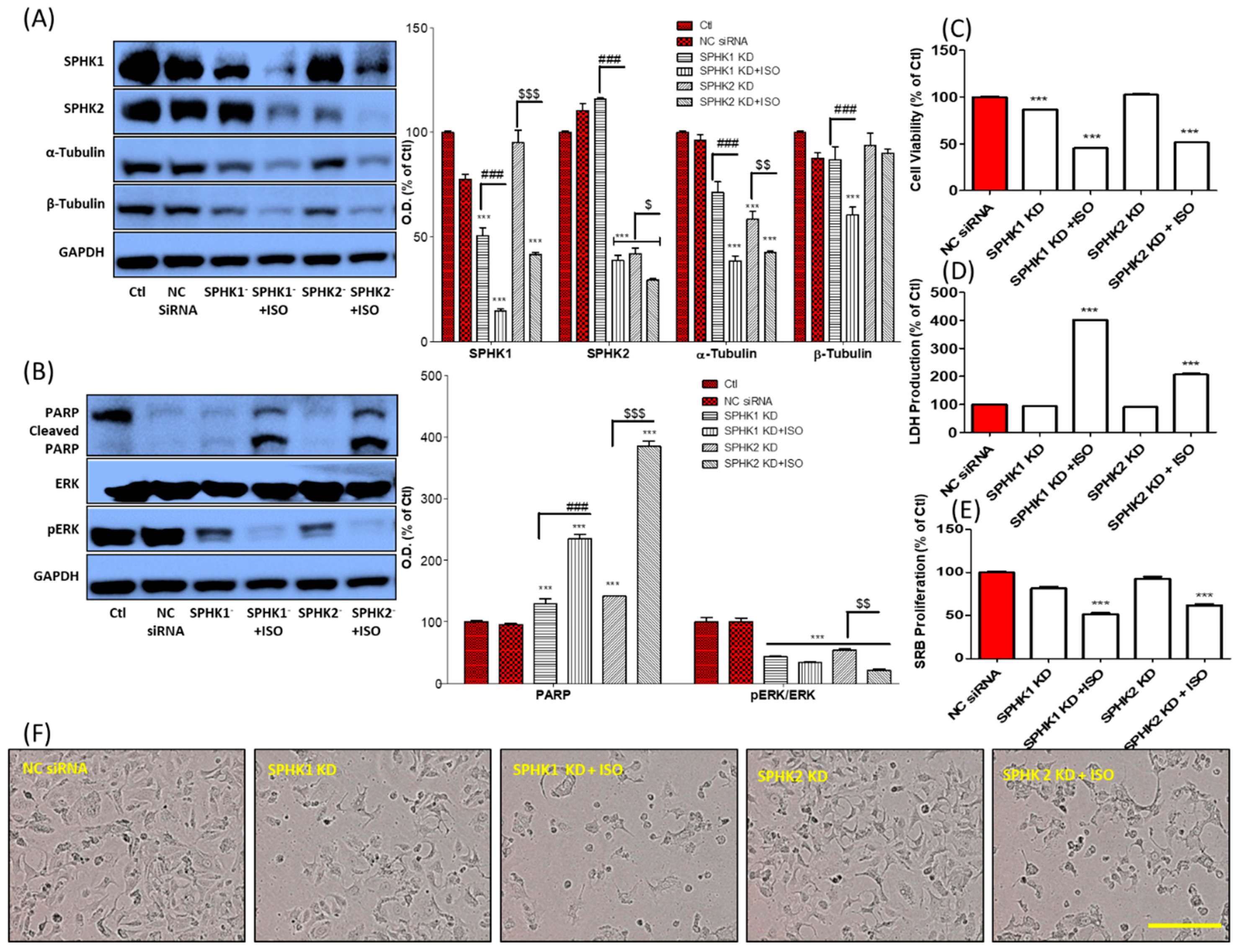 Cancers 11 01947 g005 Cancers 11 01947 g005