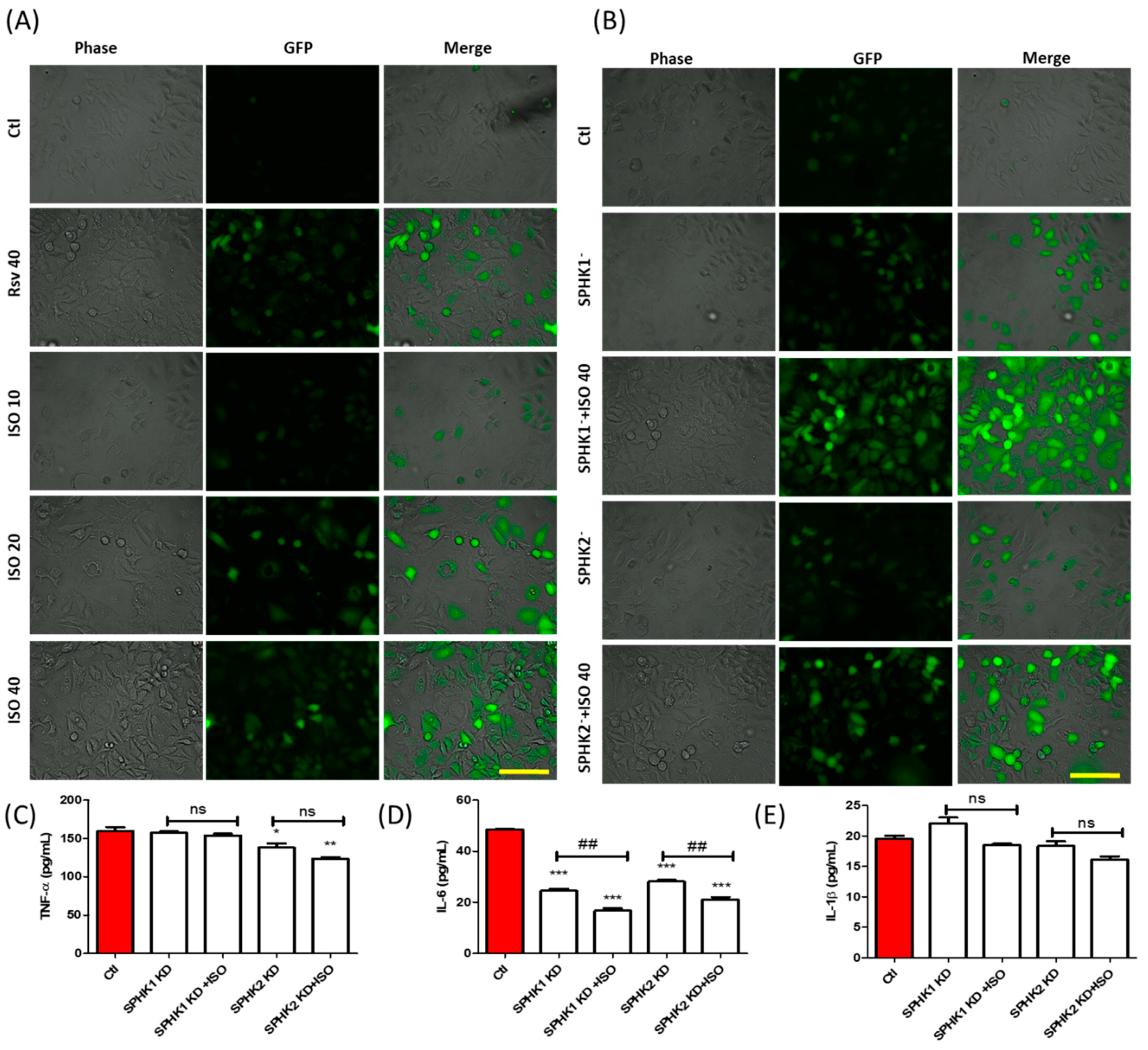 Cancers 11 01947 g006 Cancers 11 01947 g006