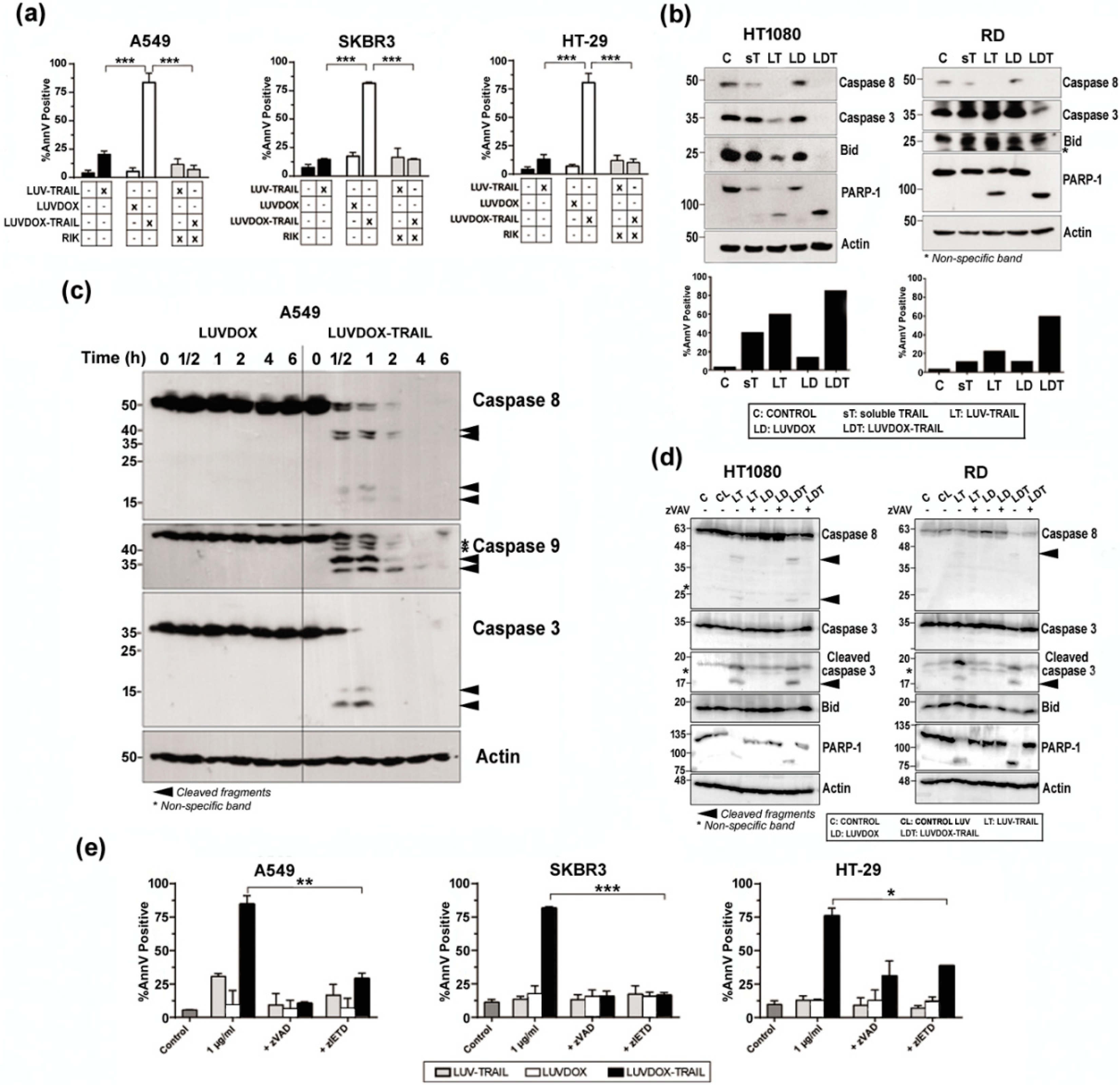 Cancers 11 01948 g003 Cancers 11 01948 g003