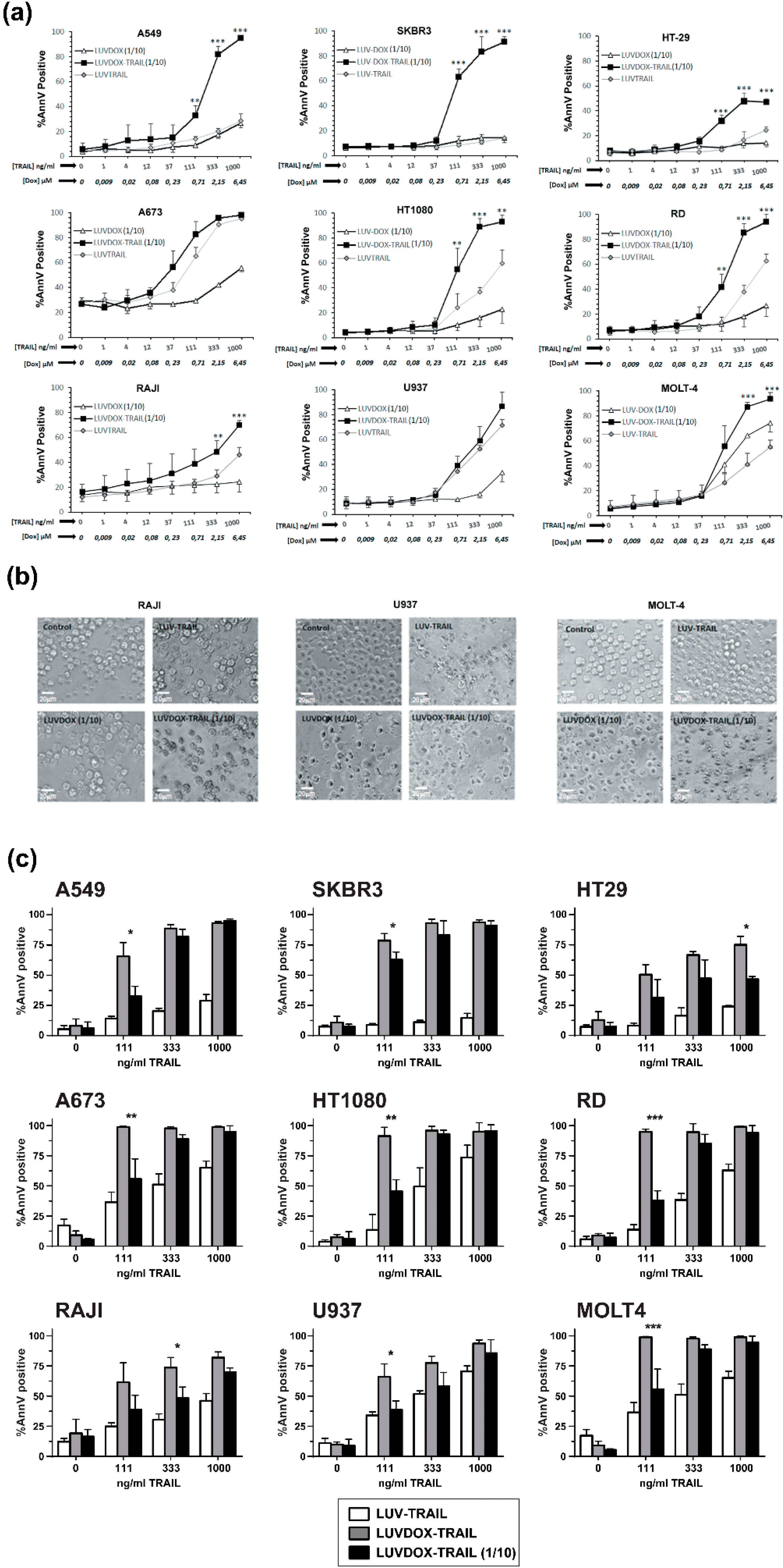 Cancers 11 01948 g005 Cancers 11 01948 g005