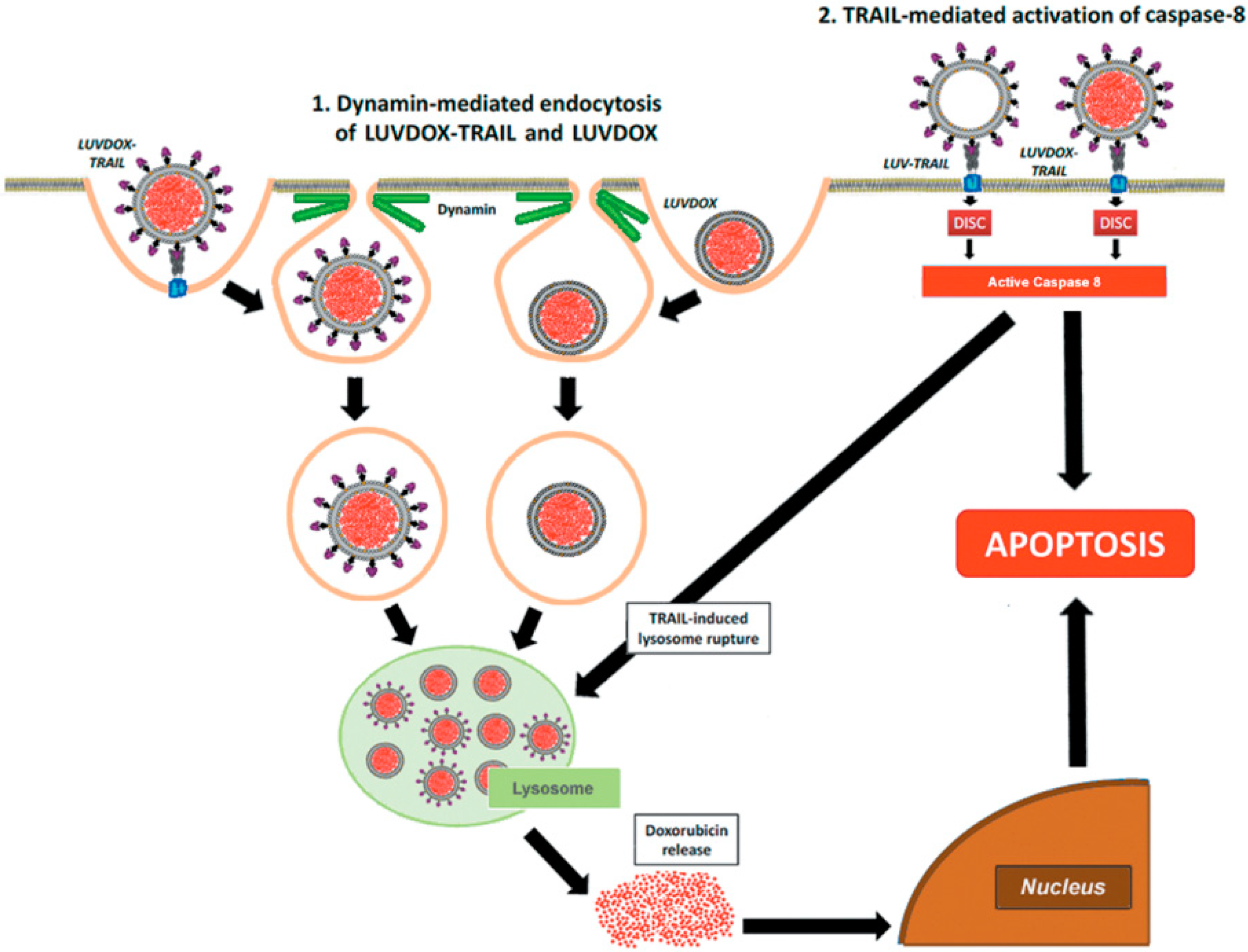 Cancers 11 01948 g007 Cancers 11 01948 g007