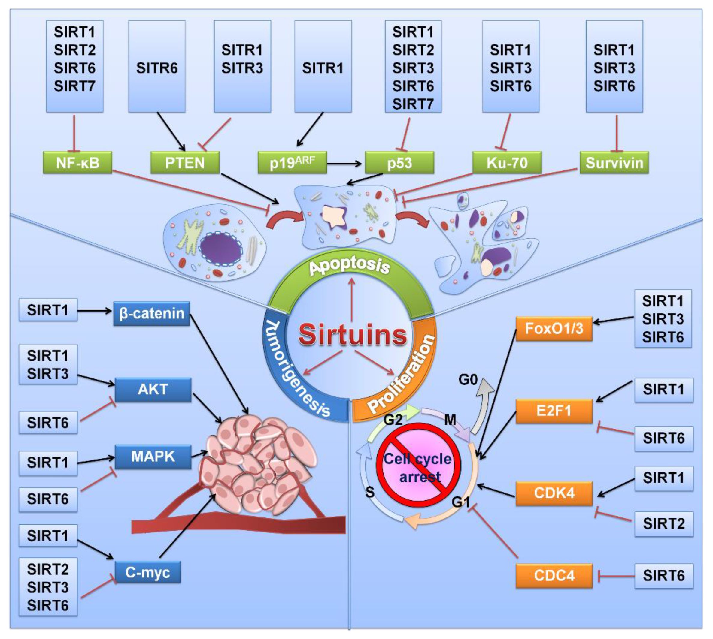 Cancers | Free Full-Text | The Roles of Sirtuin Family Proteins in 