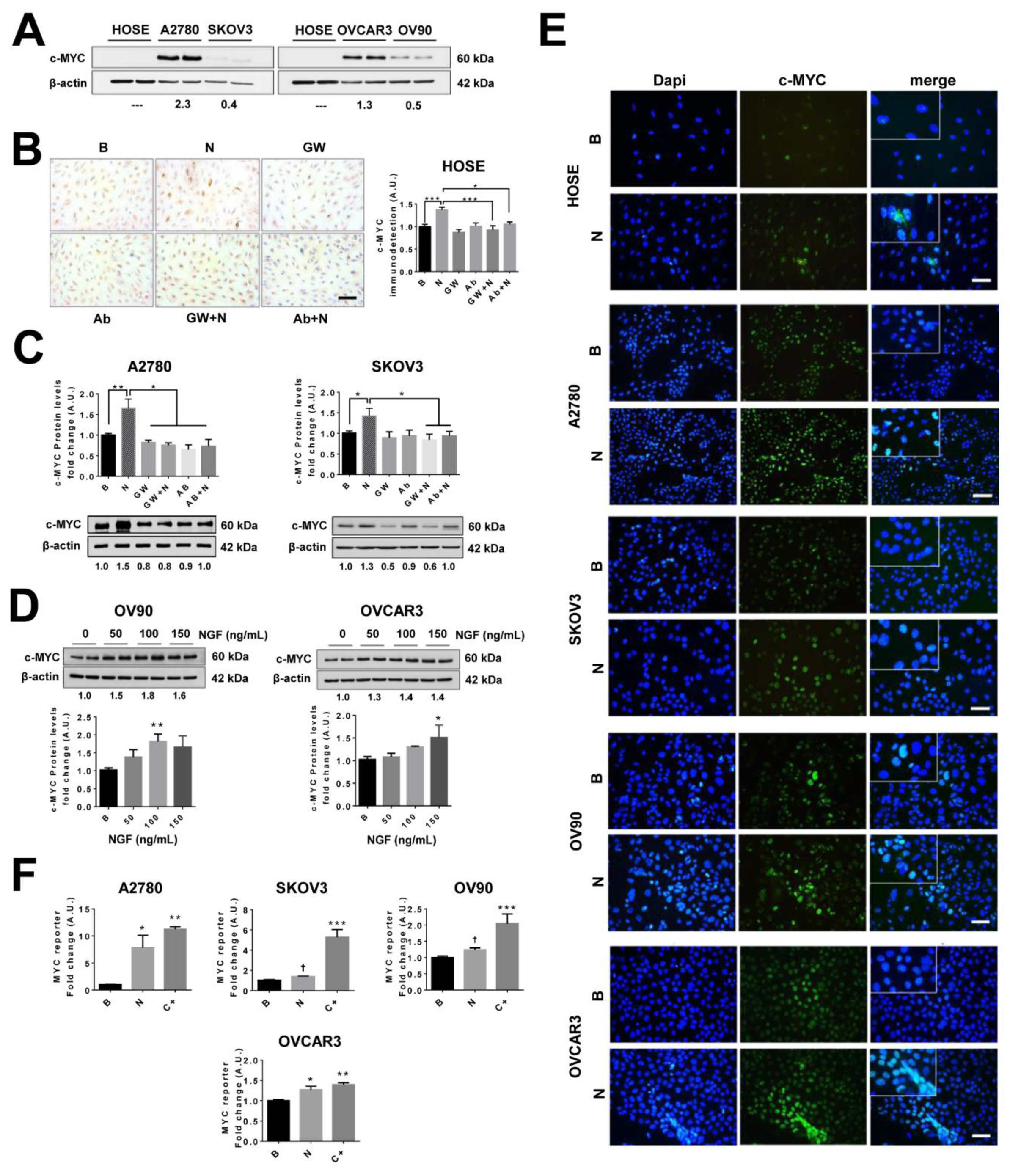 Cancers 11 01970 g004 Cancers 11 01970 g004