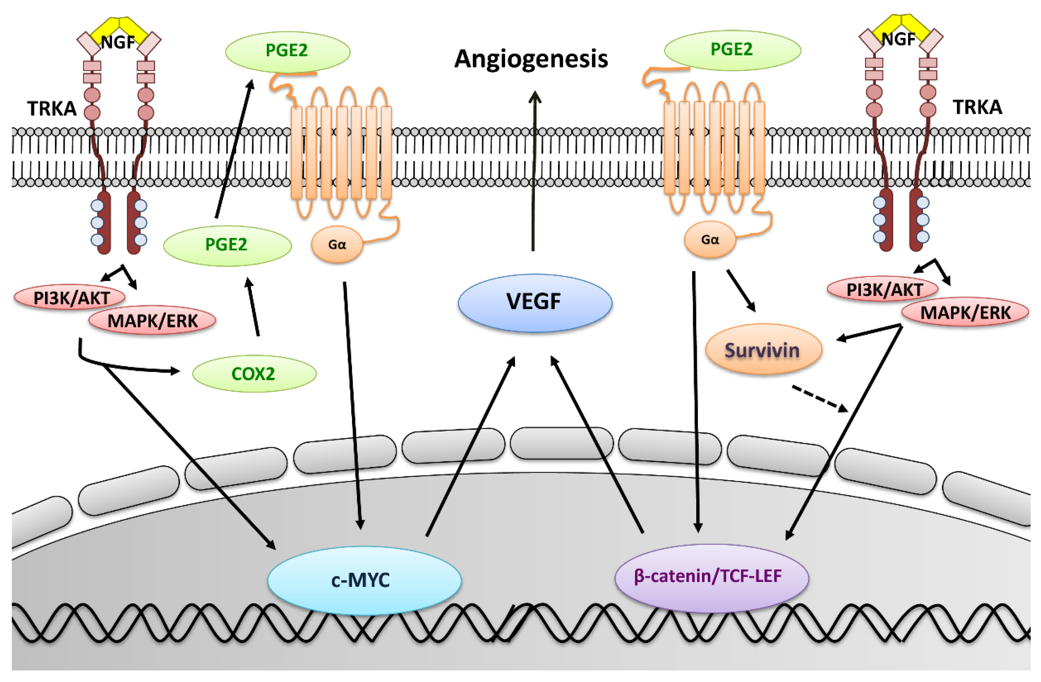 Cancers 11 01970 g007 Cancers 11 01970 g007