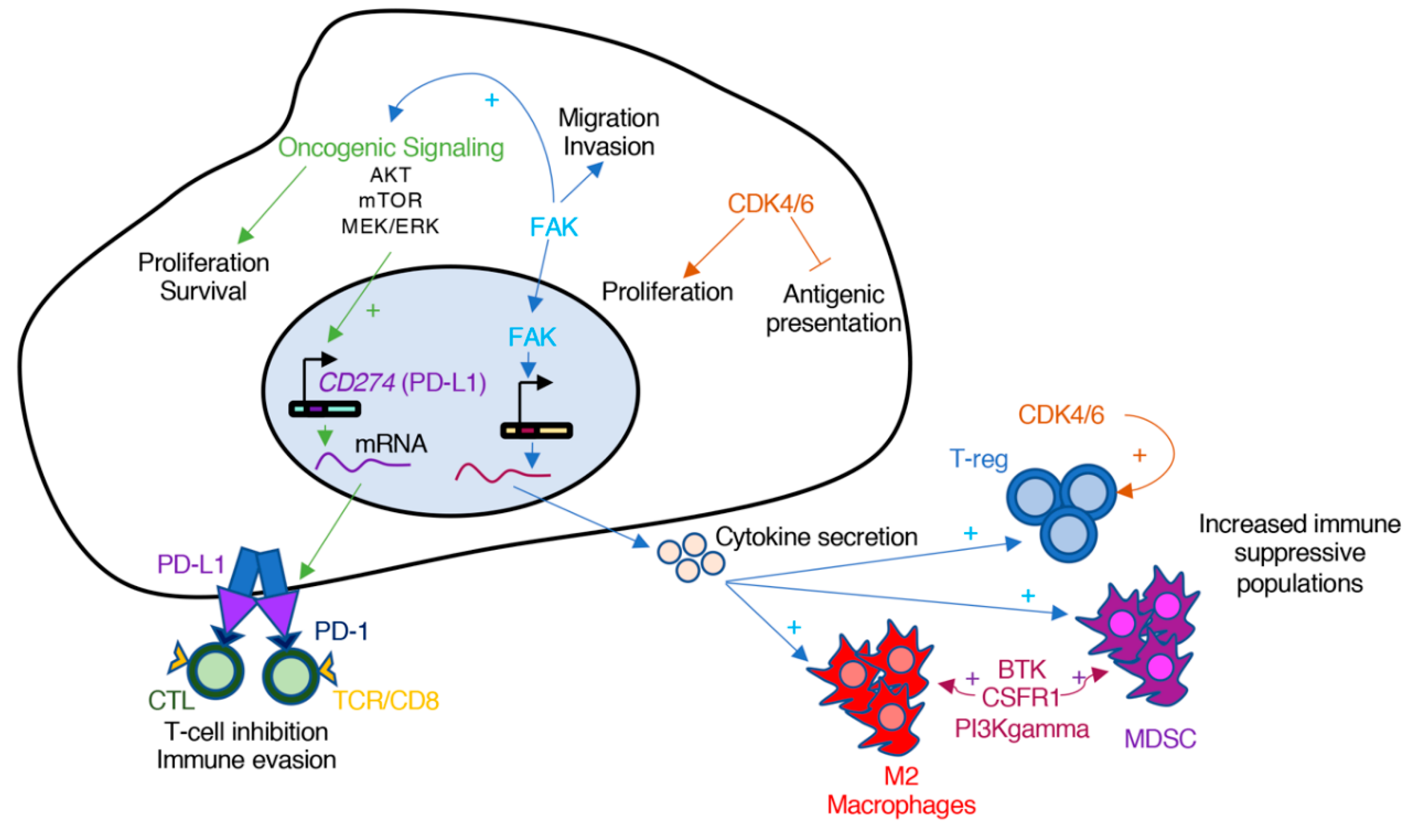 Cancers 11 01972 g003 Cancers 11 01972 g003